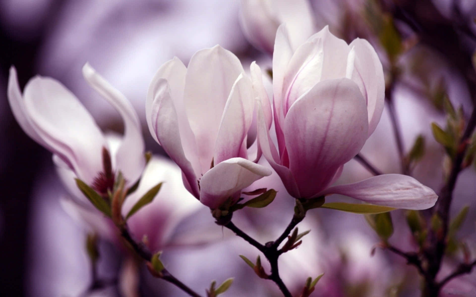 Close Up Shot Of Saucer Magnolia Flower