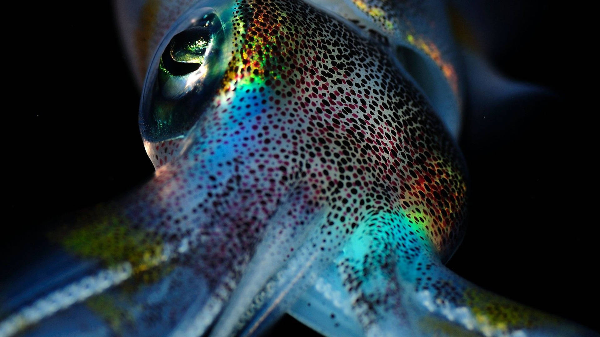 Close Up Shot Of Southern Pygmy Calamari Background