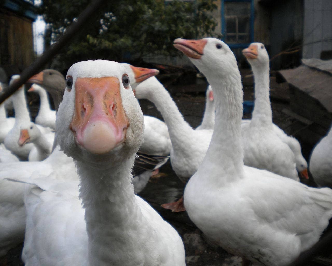 Close Up Shot Of White Geese