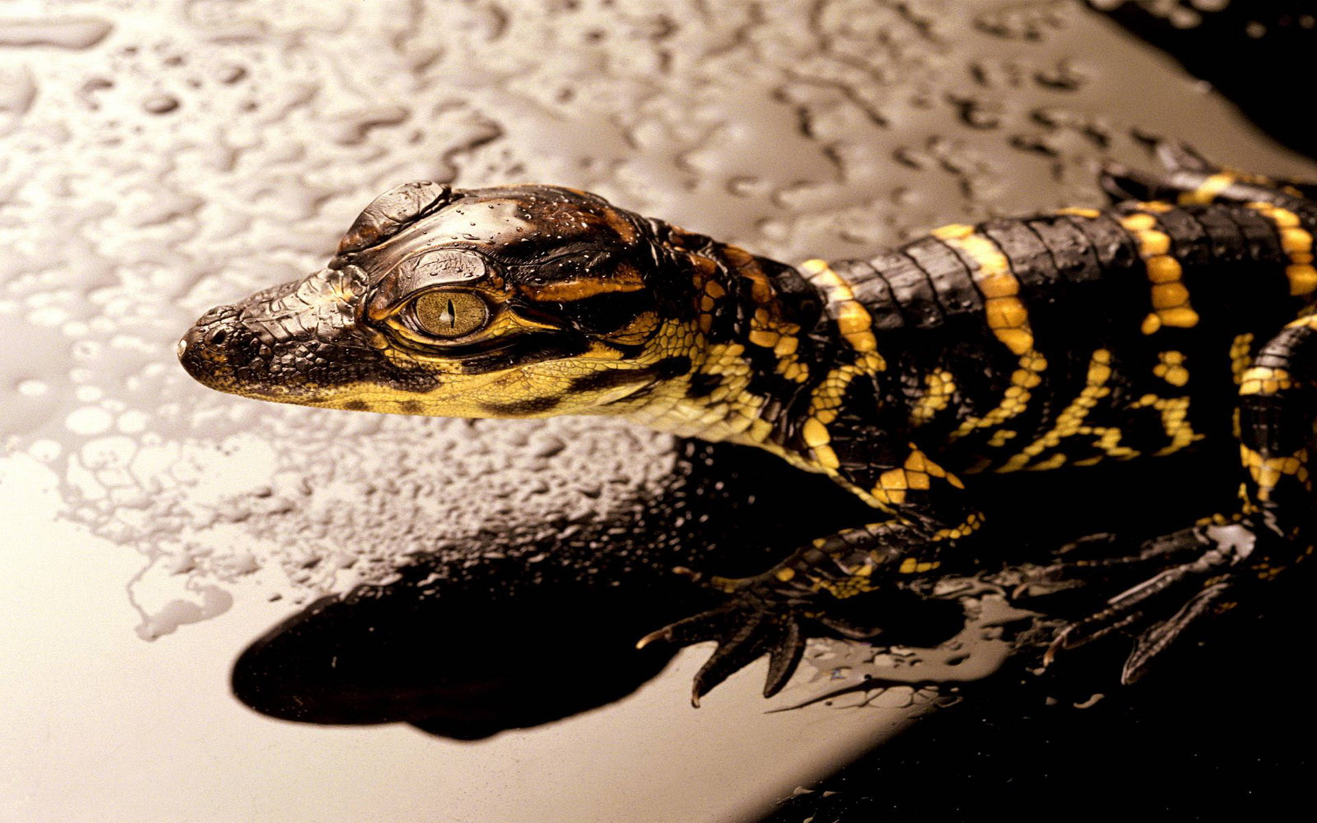 Close-up Shot Of Young American Alligator Background