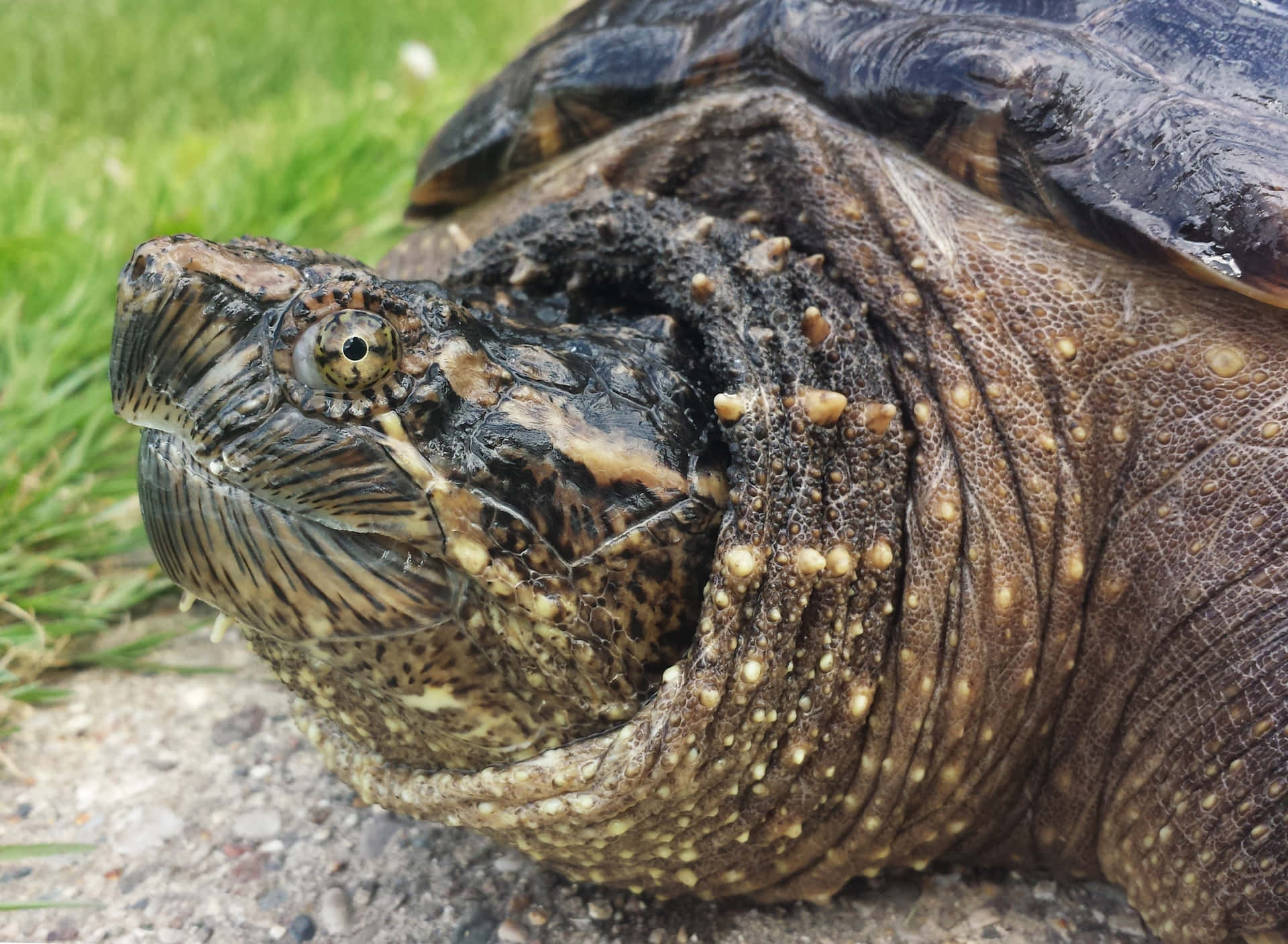 Close Up Snapping Turtle Background