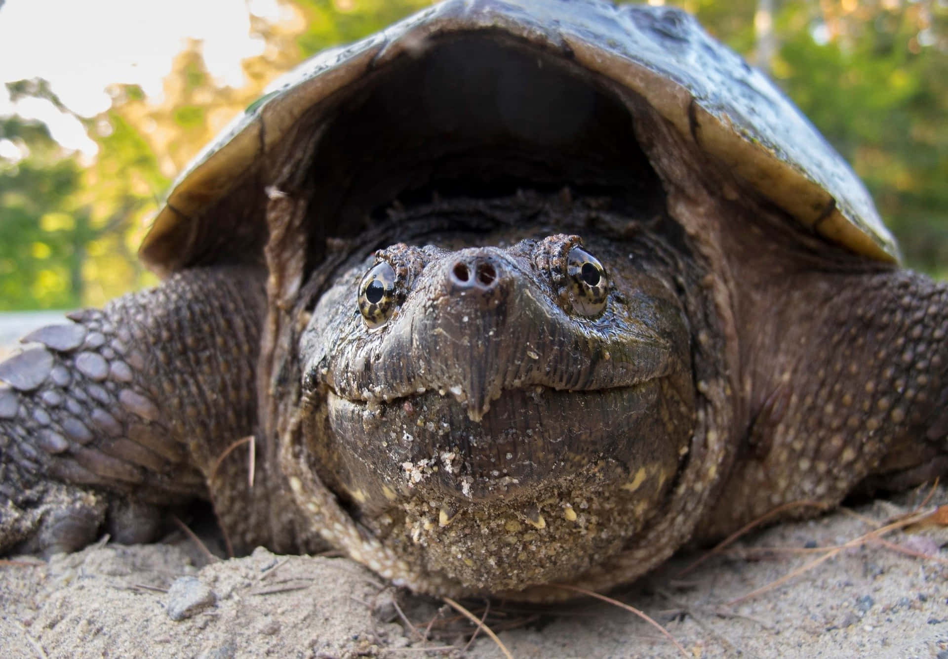 Close Up Snapping Turtle