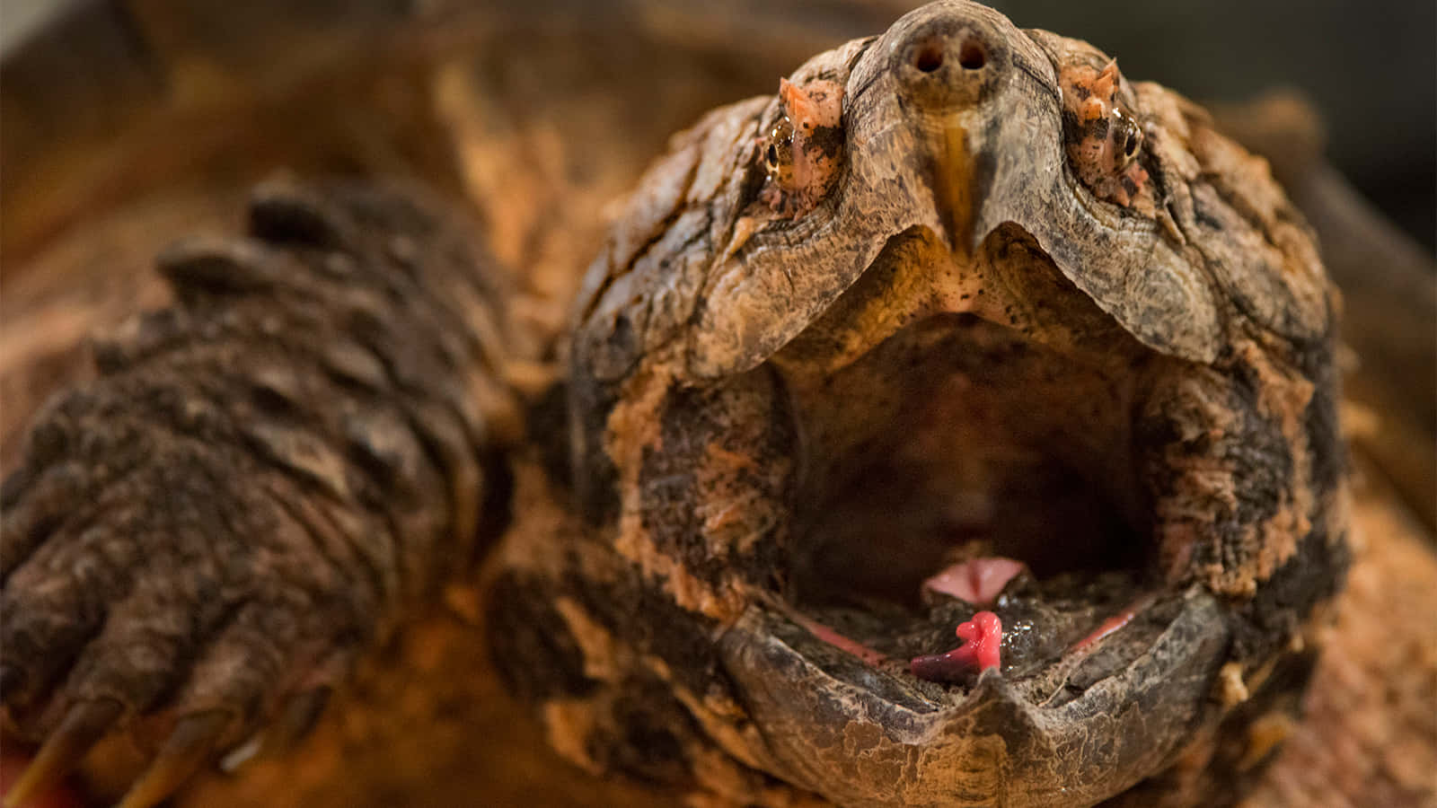 Close Up Snapping Turtle Background