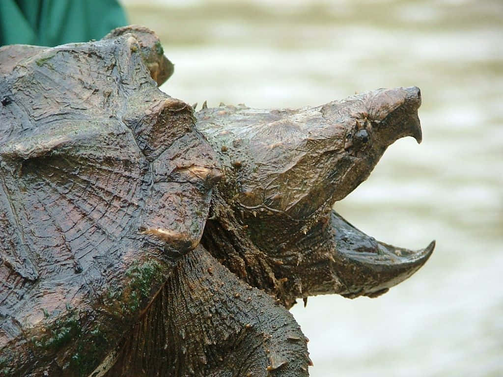 Close Up Snapping Turtle Shelland Head Background