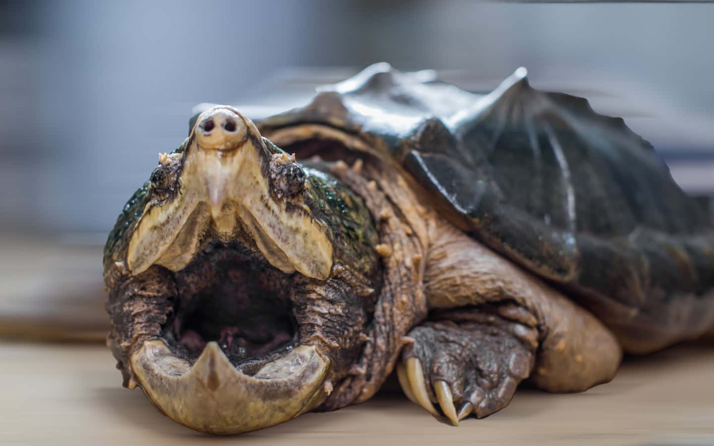 Close Up Snapping Turtle Background