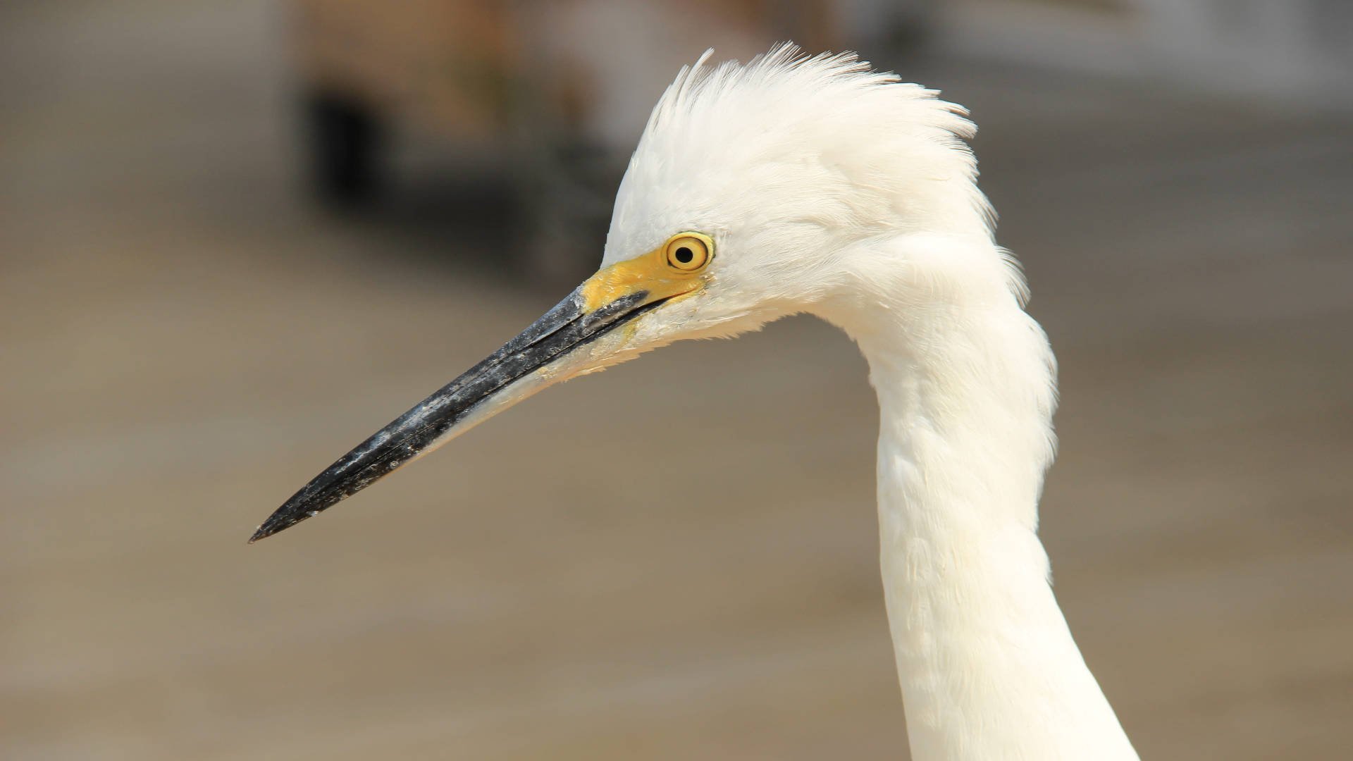 Close-up Snowy Egret Everglades National Park Background