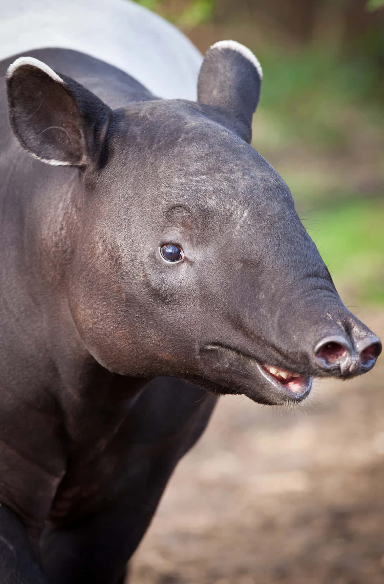 Close Up Tapir Portrait