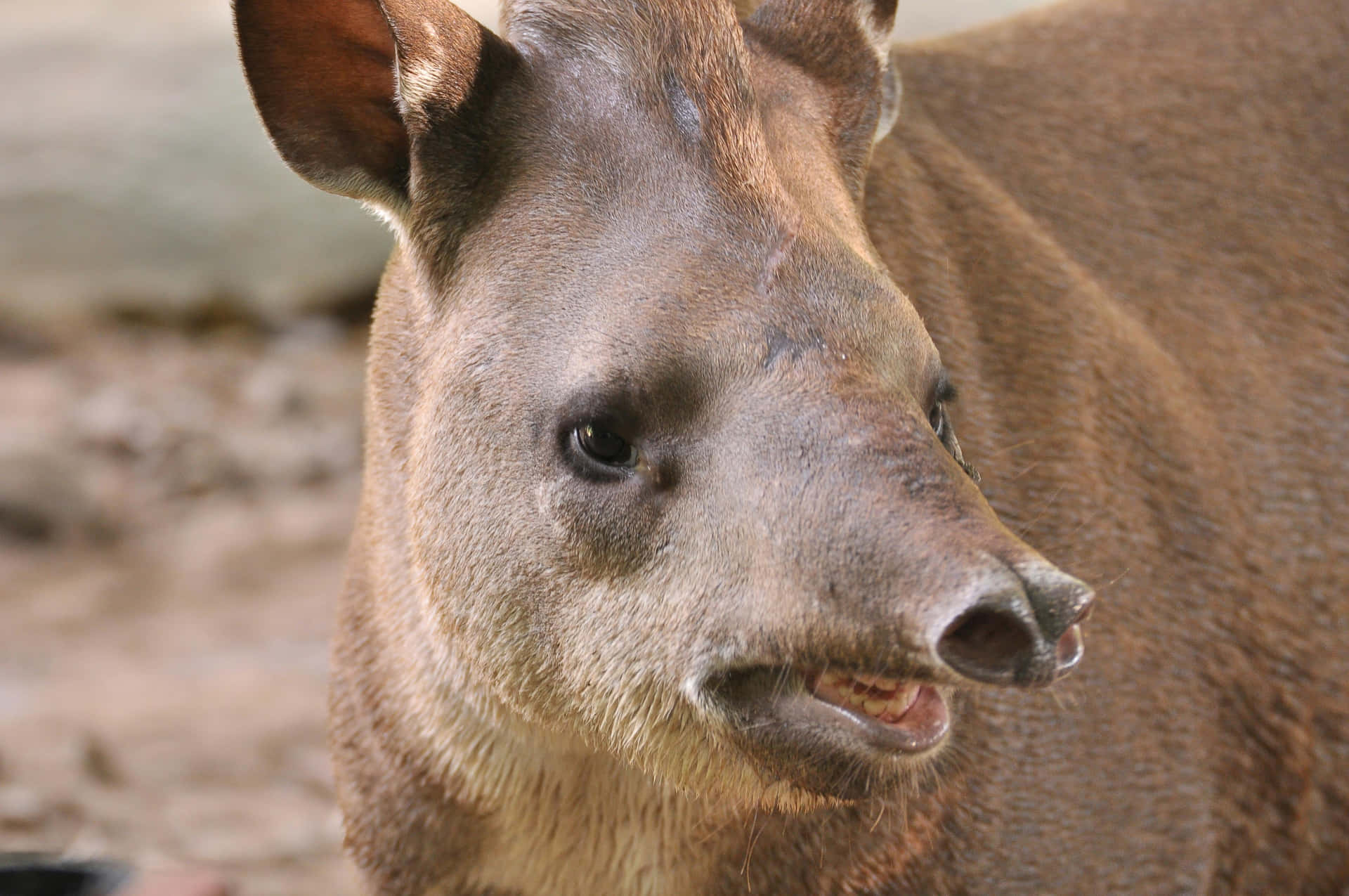 Close Up Tapir Portrait