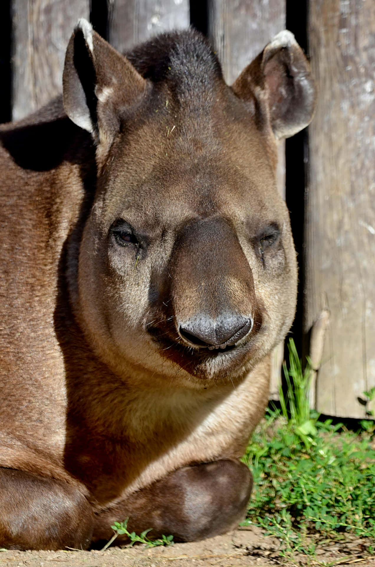 Close Up Tapir Resting Background