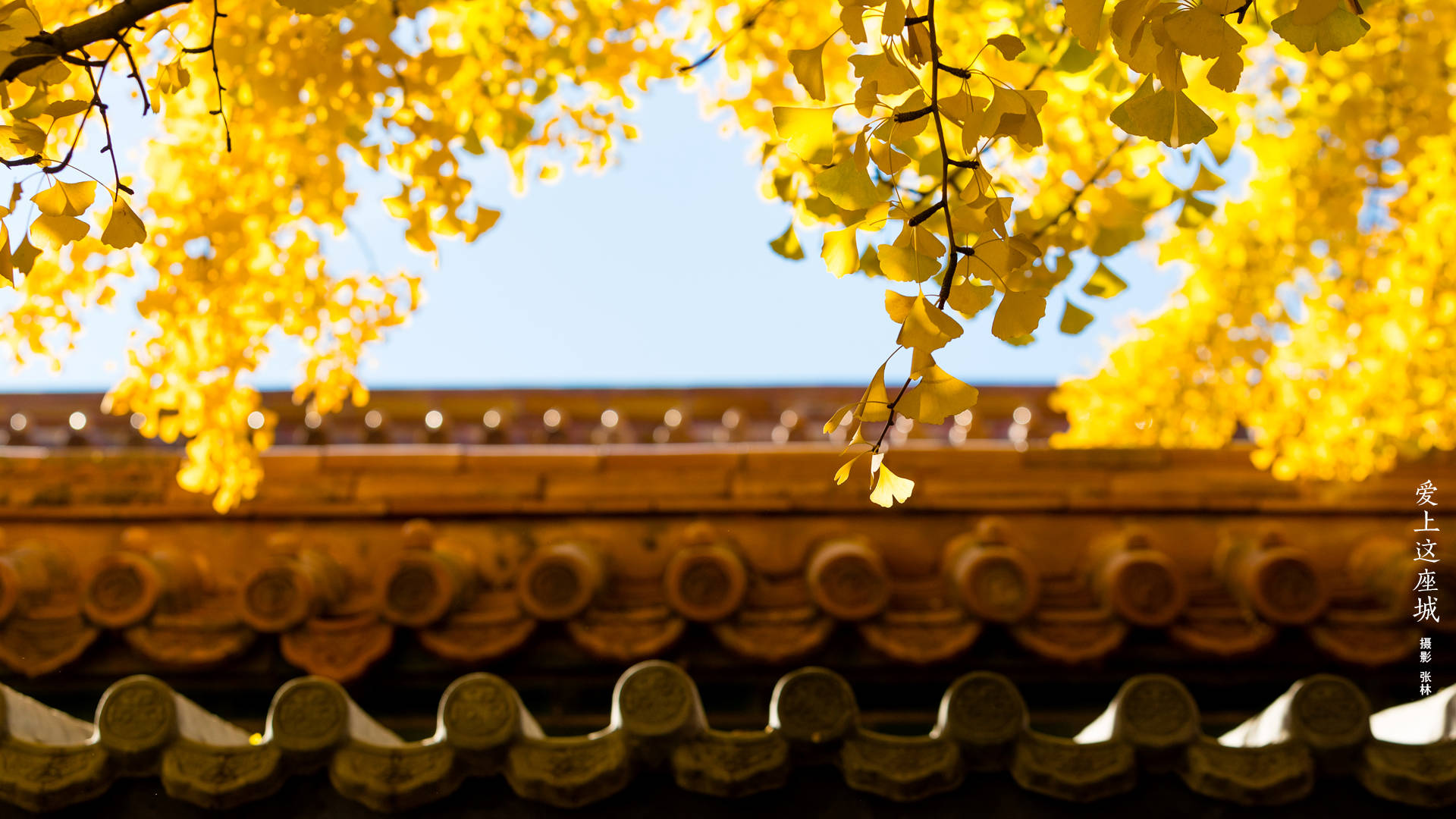 Close-up Traditional Roof Forbidden City Background