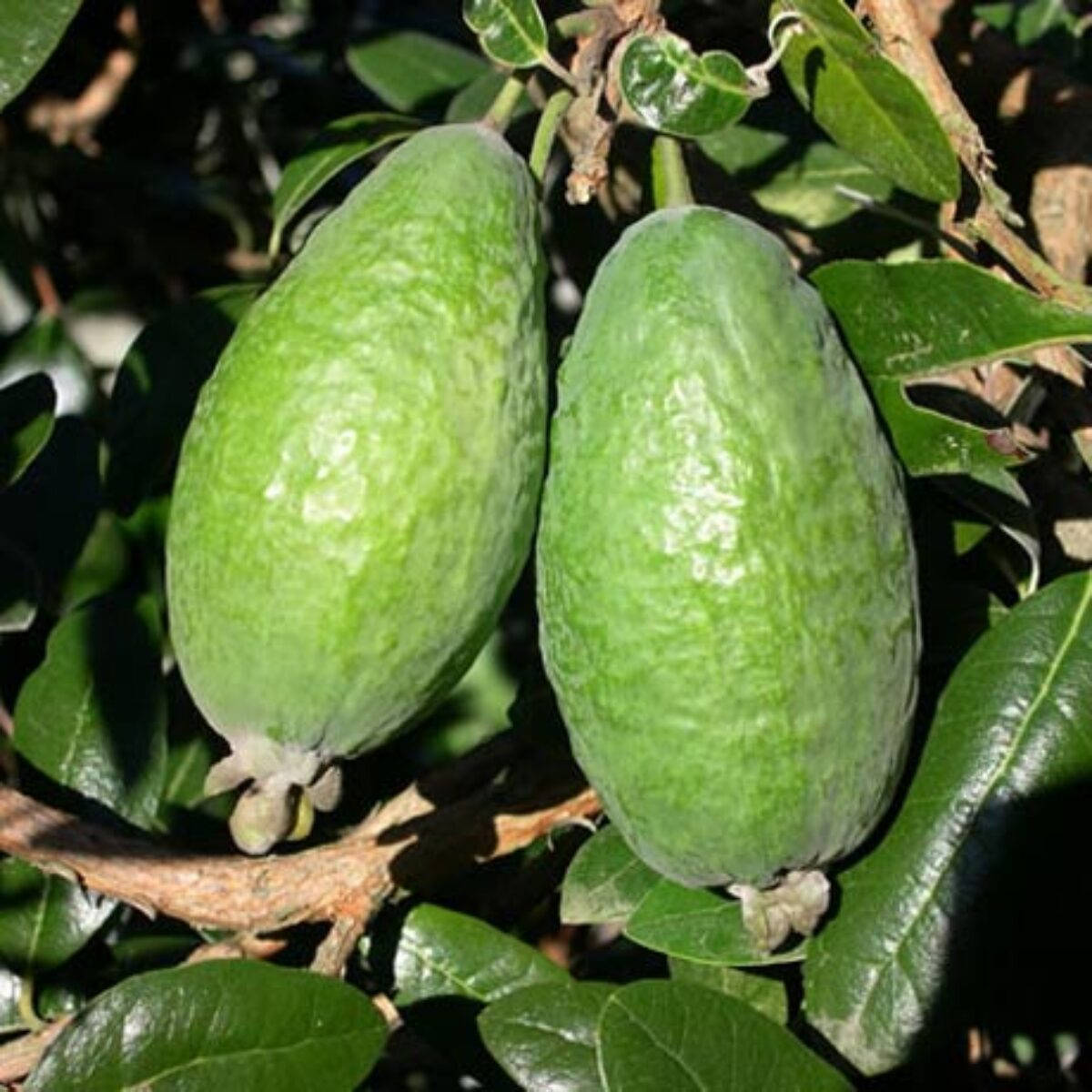 Close Up Two Feijoas Background