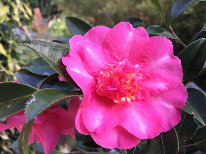 Close-up View Of A Beautiful Camellia Sasanqua Flower In Bloom Background