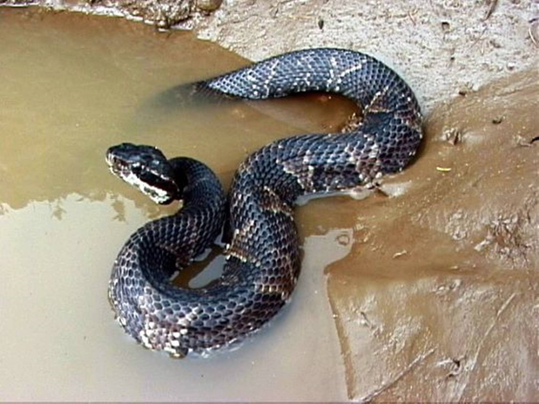 Close-up View Of A Black Water Moccasin On Mud Background