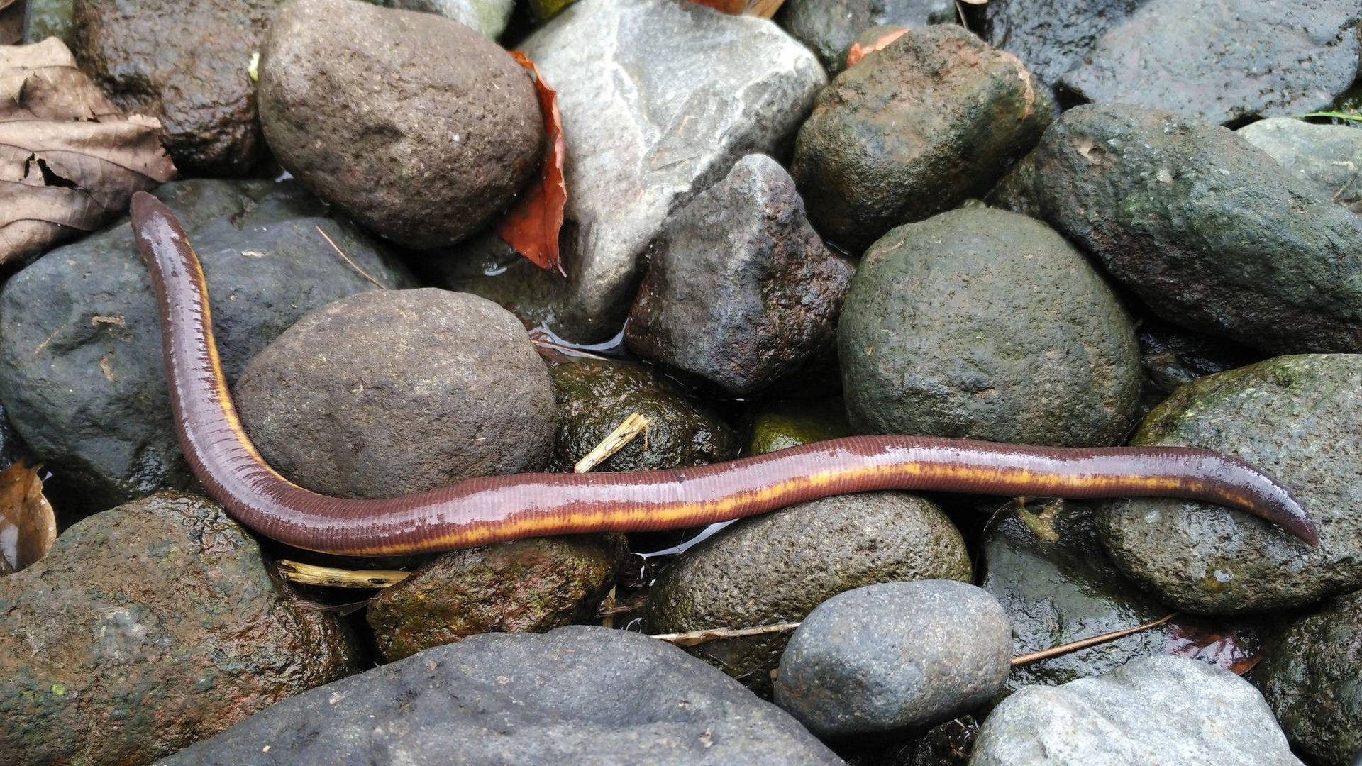 Close-up View Of A Caecilian, An Earthworm Lookalike, Crawling On Rocks. Background