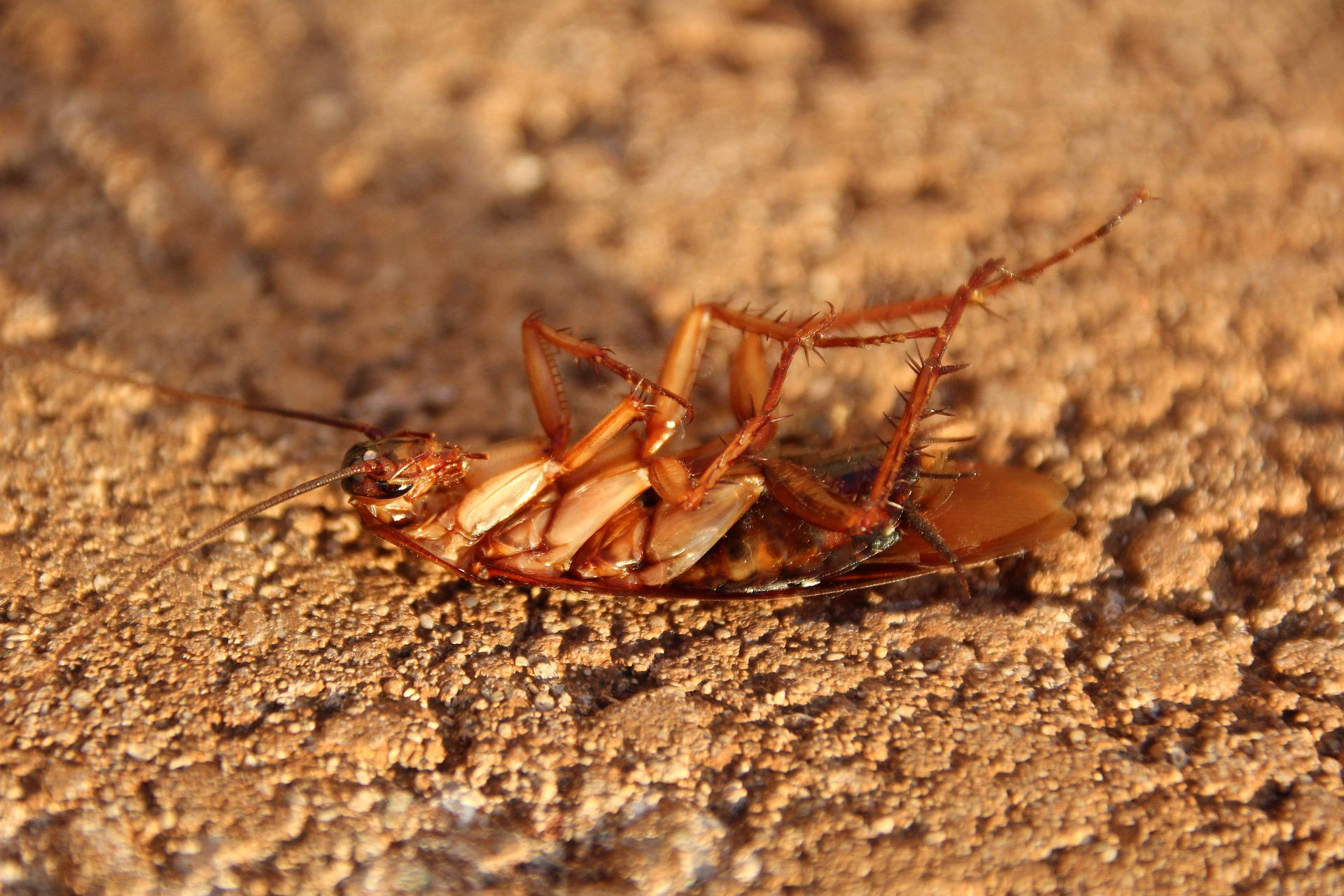 Close-up View Of A Dead American Cockroach Background