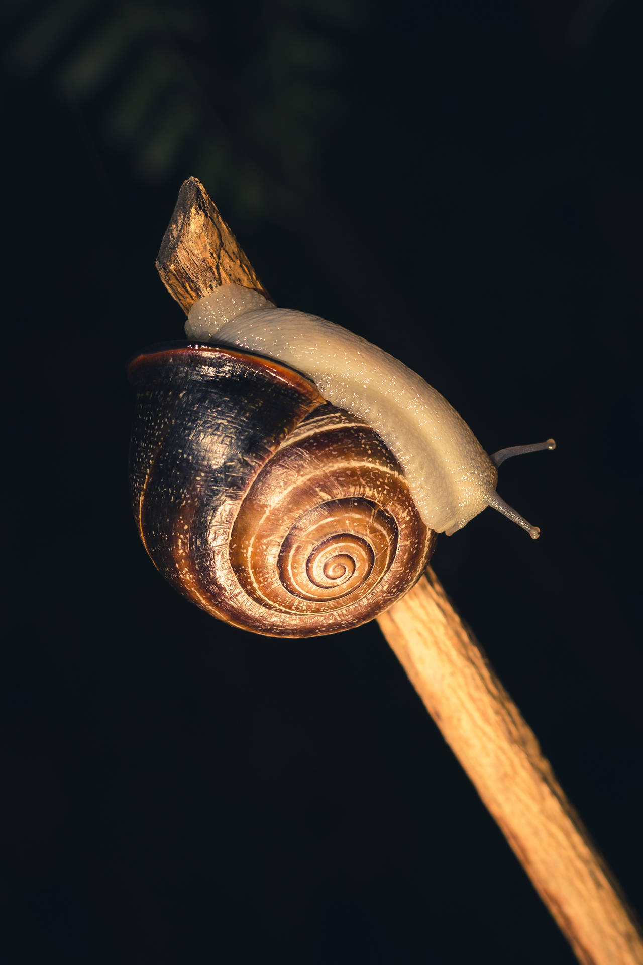 Close-up View Of A Majestic Snail In Its Natural Habitat. Background