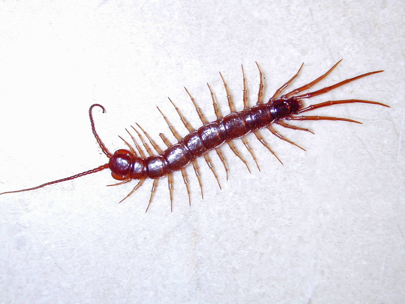 Close-up View Of A Millipede Background