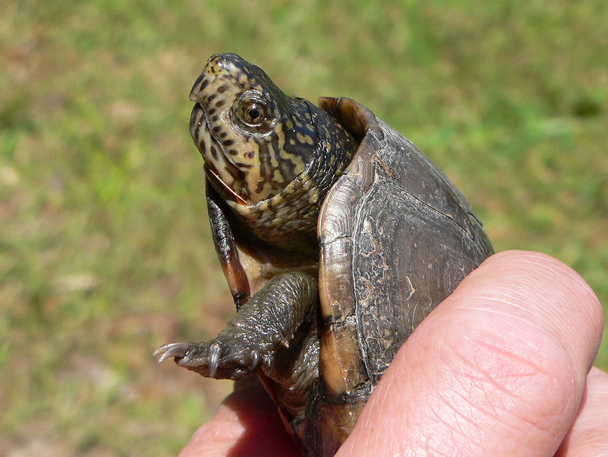 Close-up View Of A Mud Turtle Background