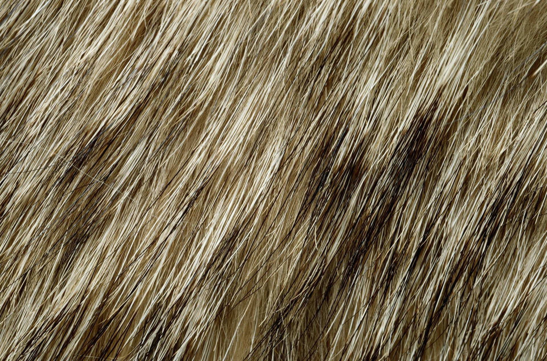 Close-up View Of Animal Fur Texture Background