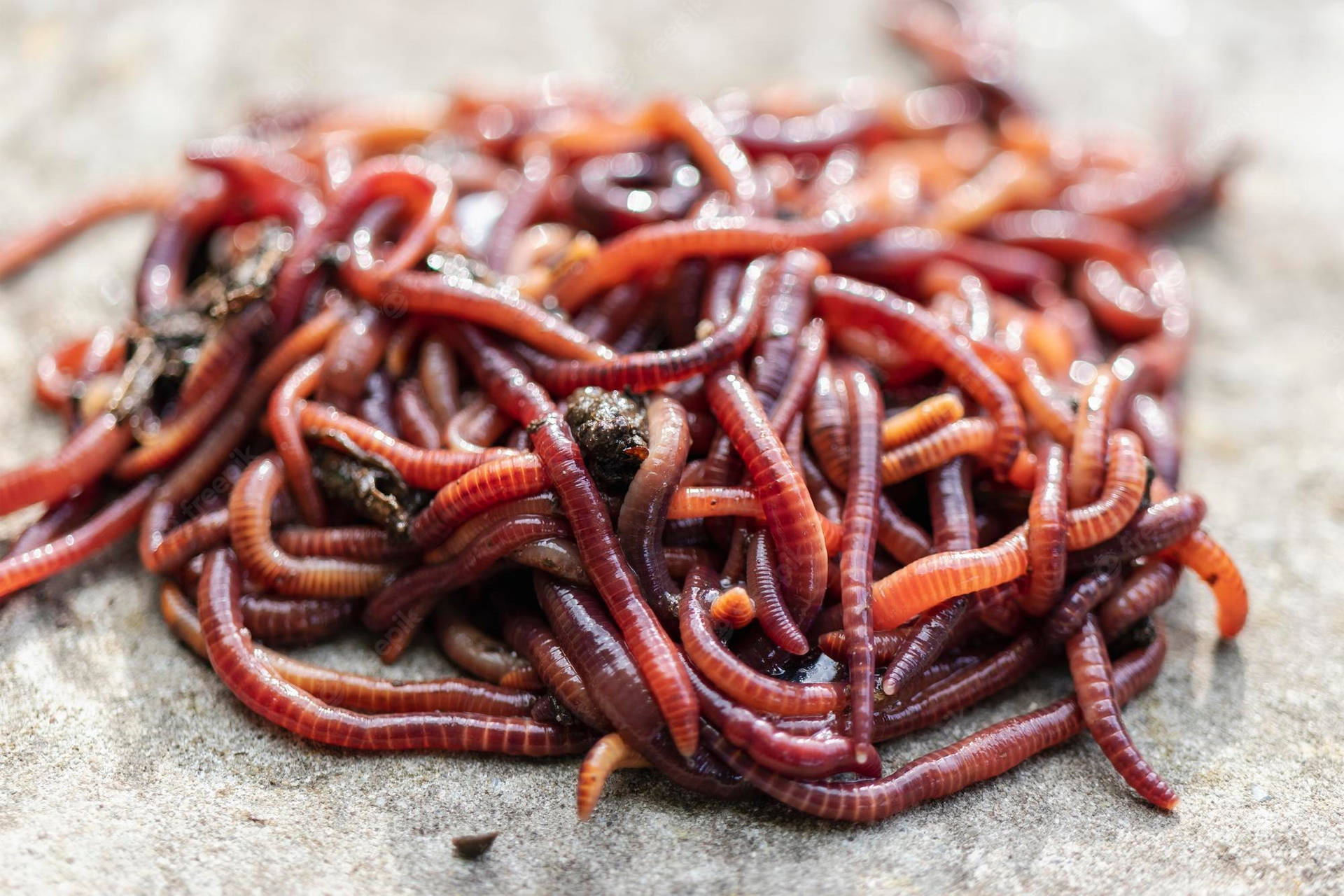 Close-up View Of Earthworms Thriving In Nutrient-rich Manure Background