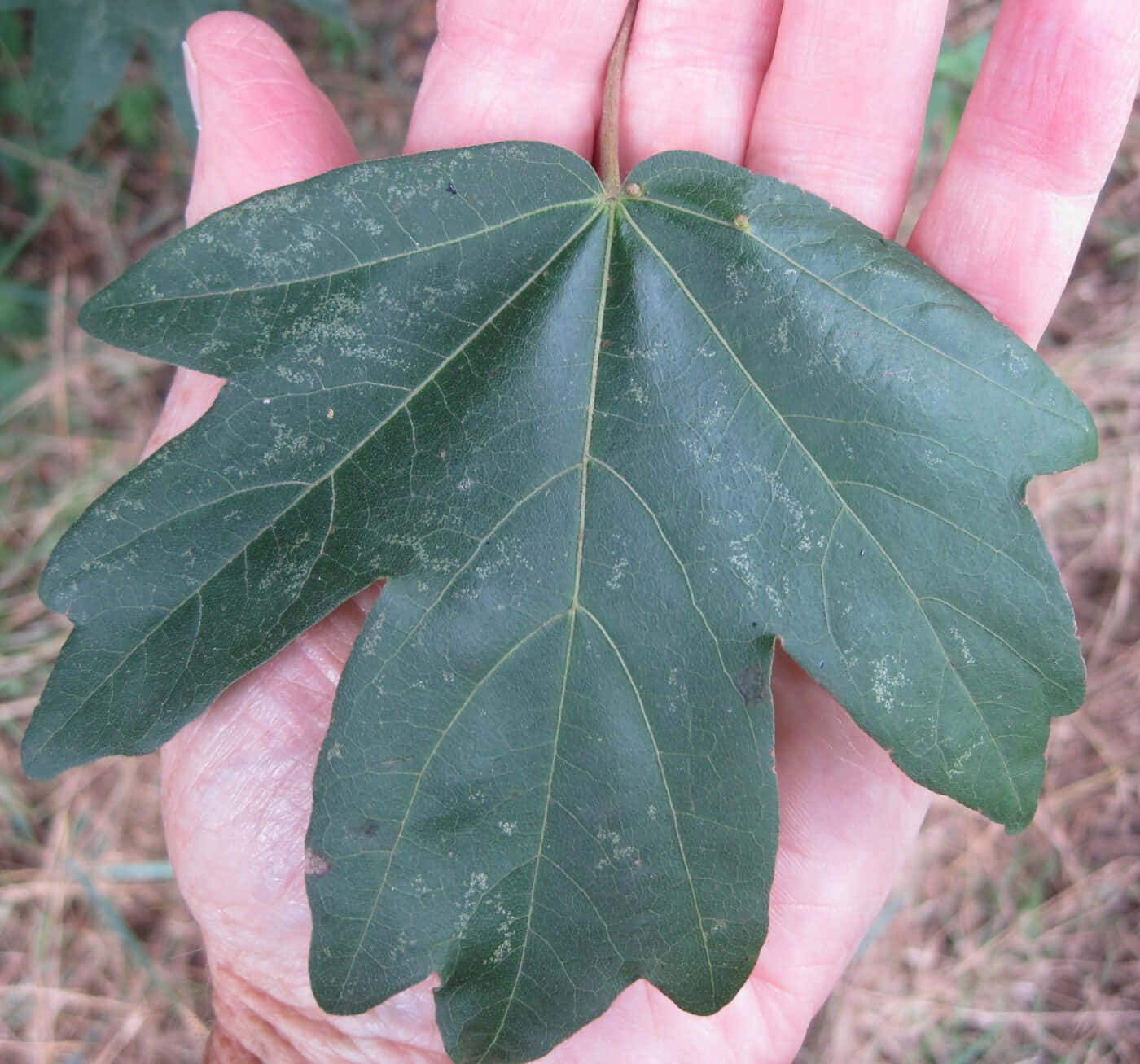 Close-up View Of Green Leaf With Dew Drops