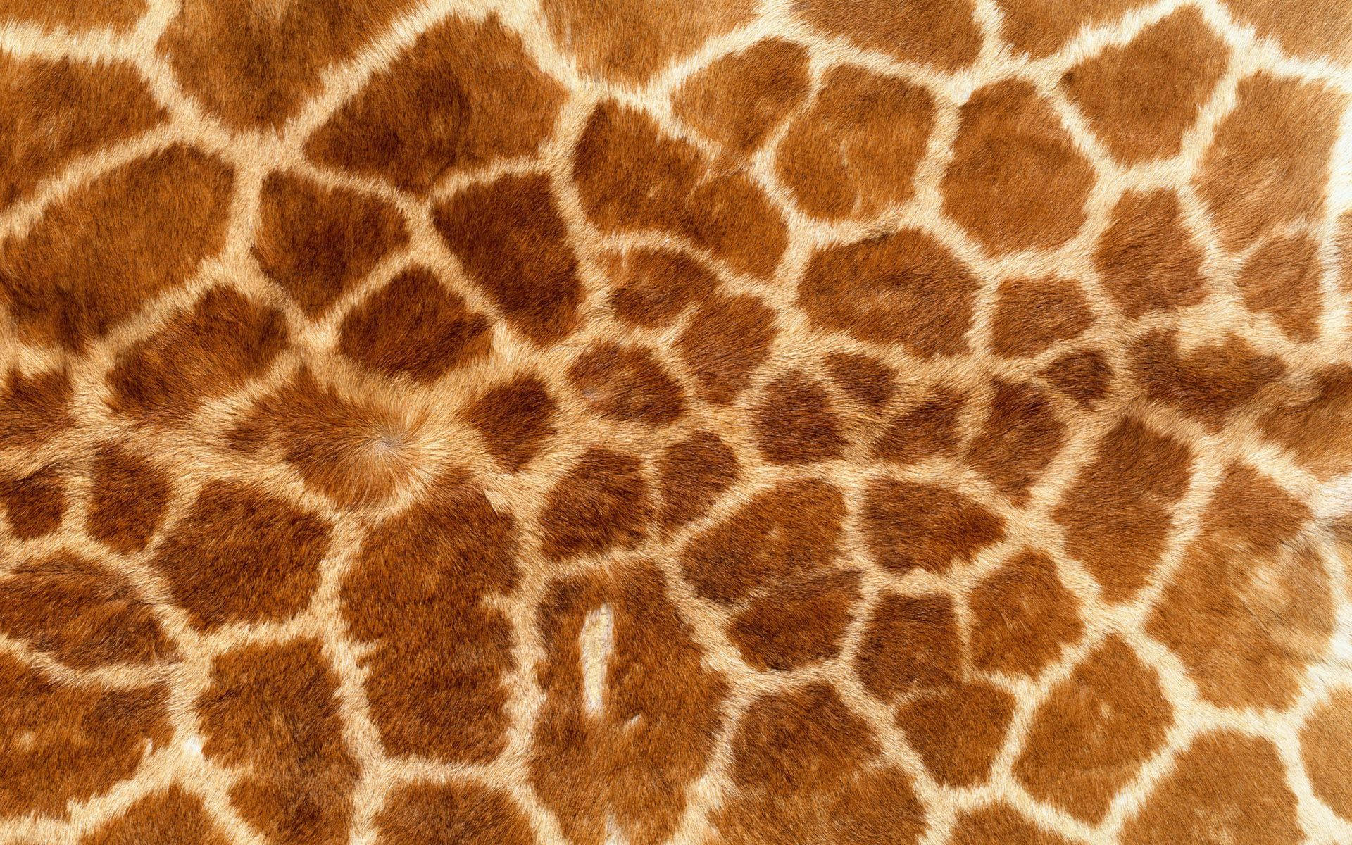 Close-up View Of Luxurious Animal Fur Background