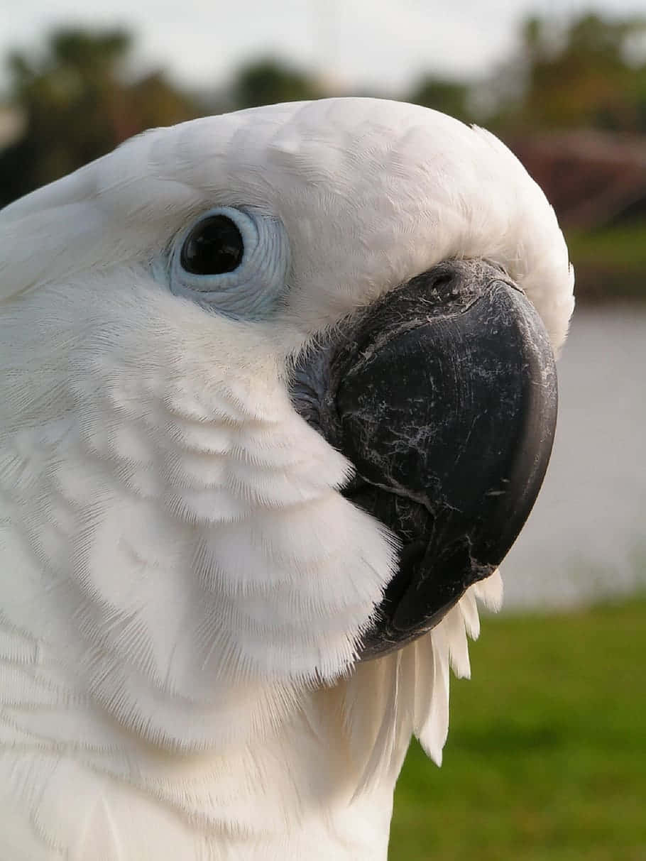 Close Up White Cockatoo Portrait