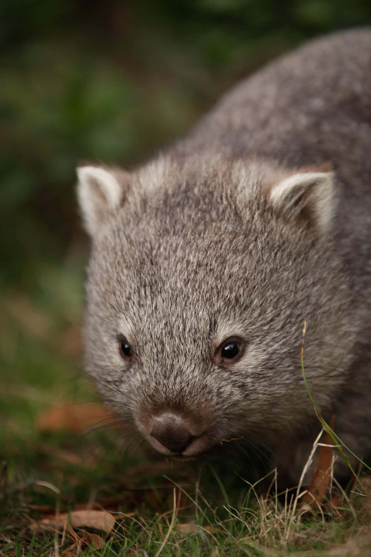 Close Up Wombatin Nature.jpg Background