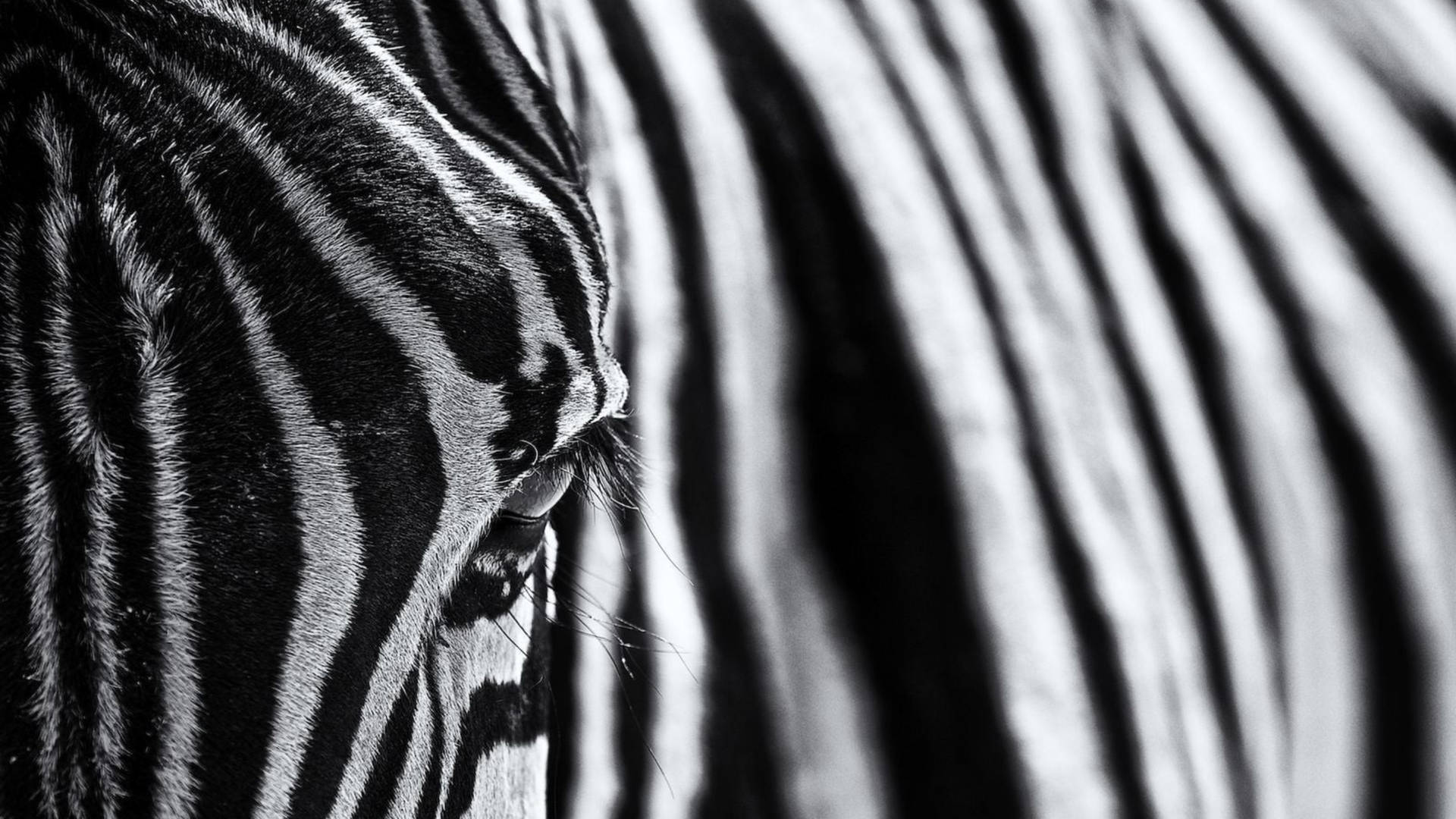 Close-up Zebra Photography Background