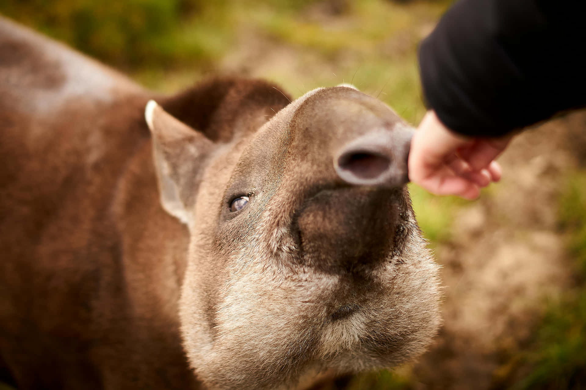 Close Upof Tapir Being Touchedby Human Background