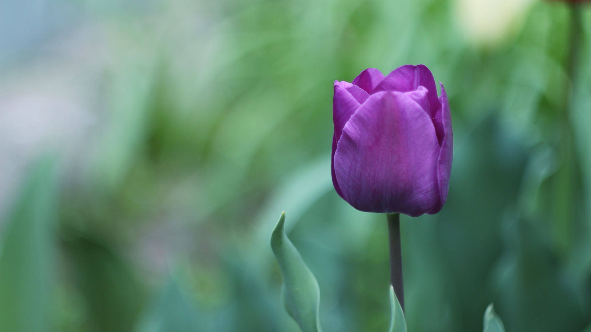 Closed Single Purple Flower Background