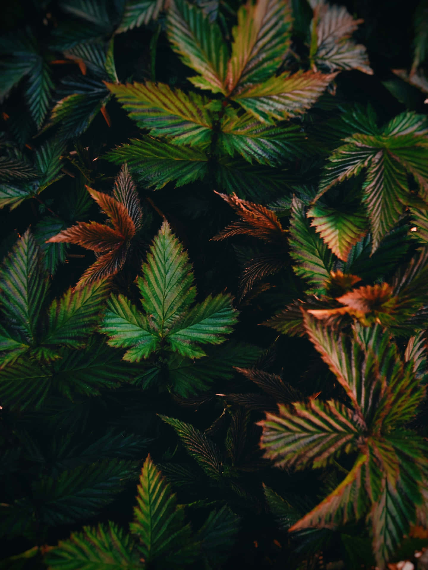 Closely Growing Leaves Plant Phone Background