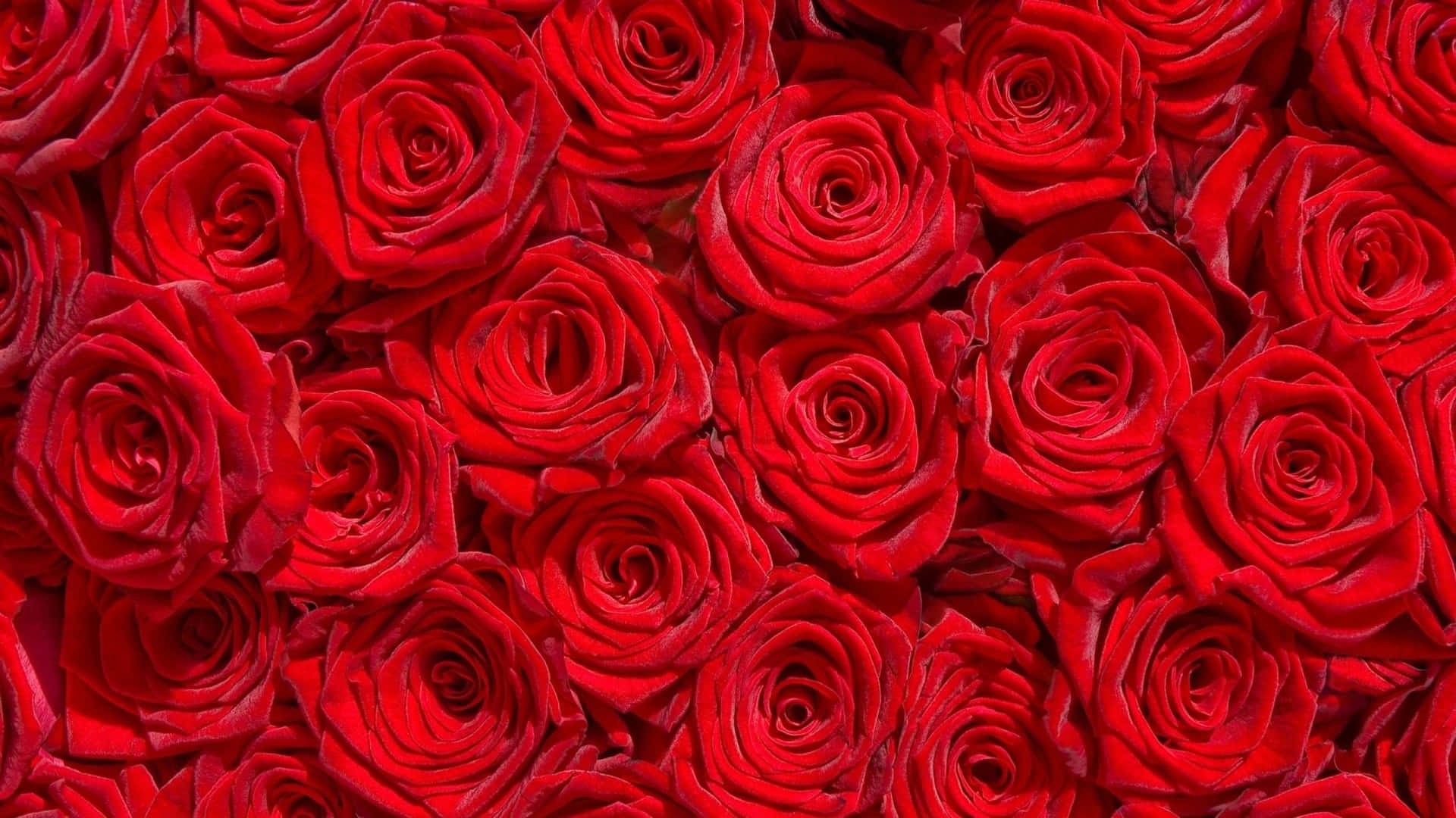 Closely Packed Group Of Red Roses Laptop Background