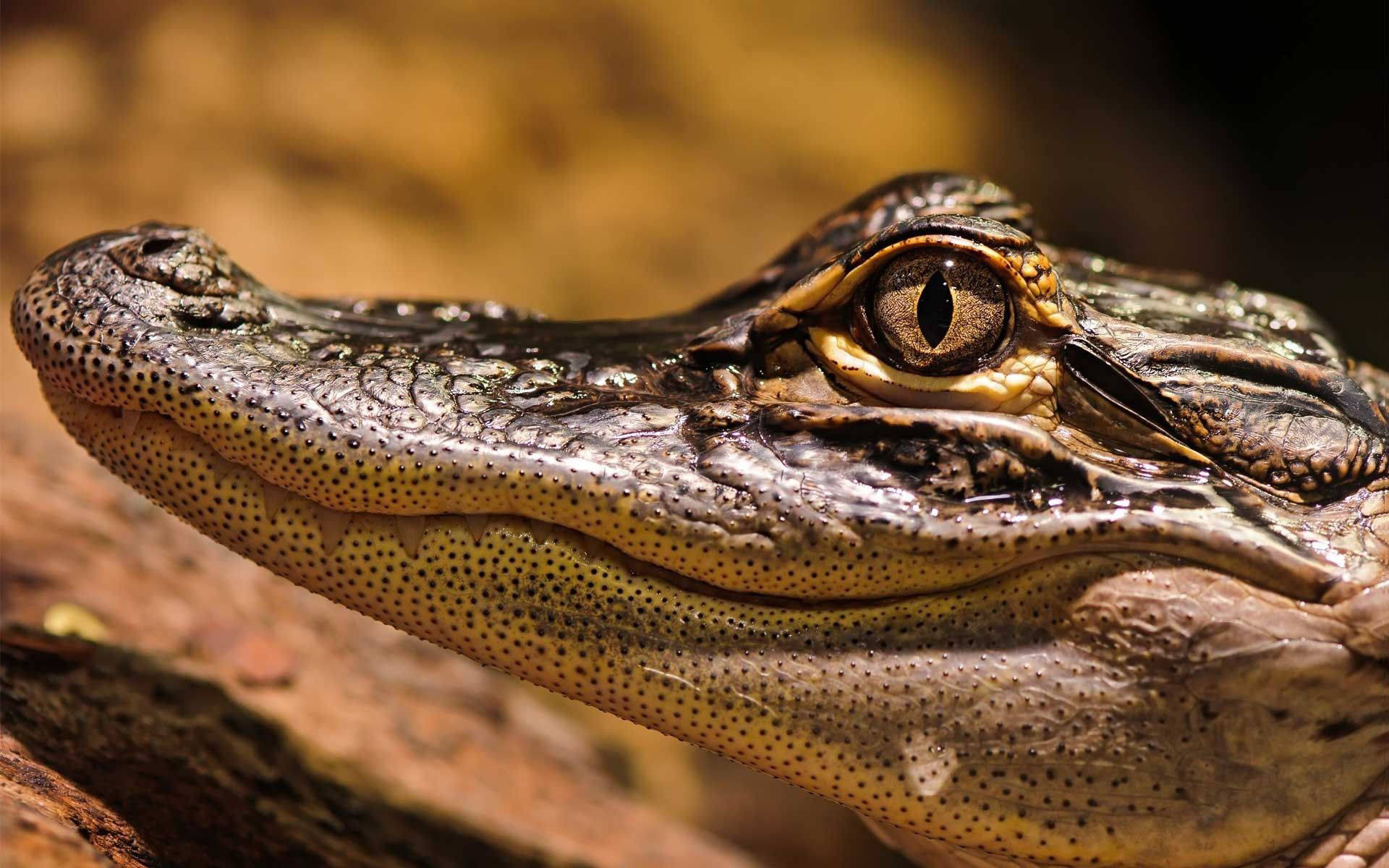 Closeup Alligator Background
