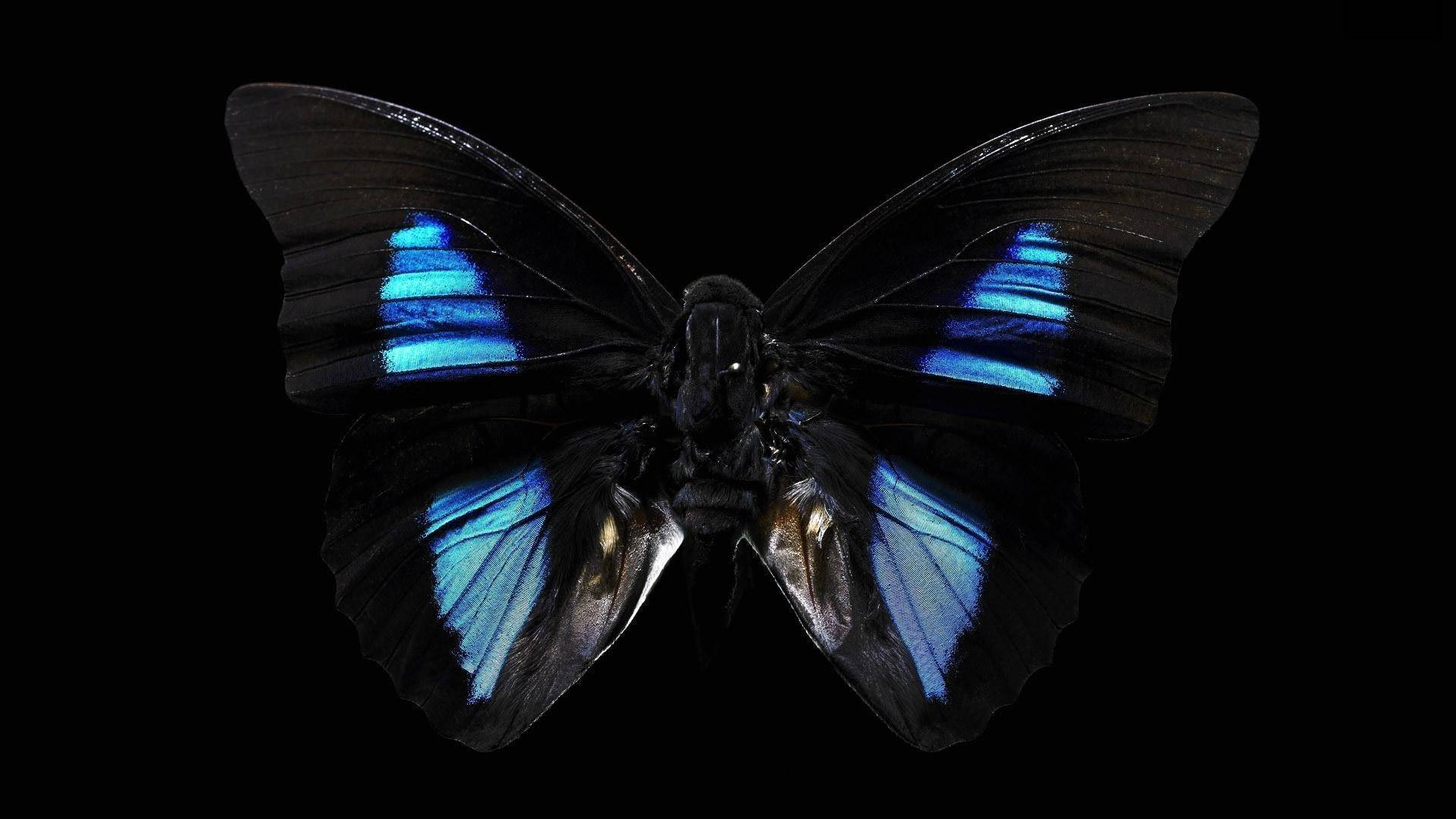 Closeup Black Butterfly With Blue Spots Background