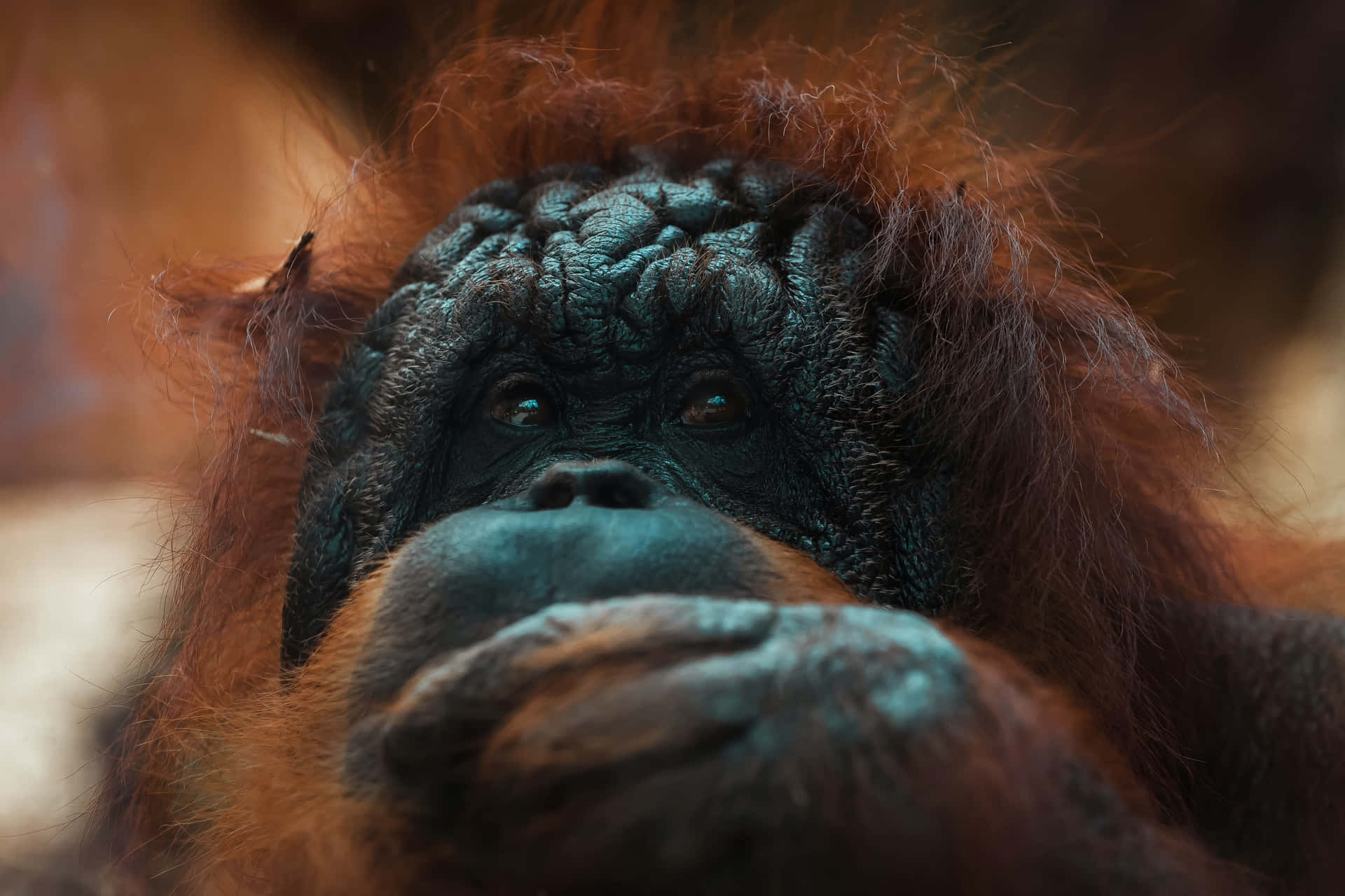 Closeup Capturing Of Orangutan In Natural Habitat Background