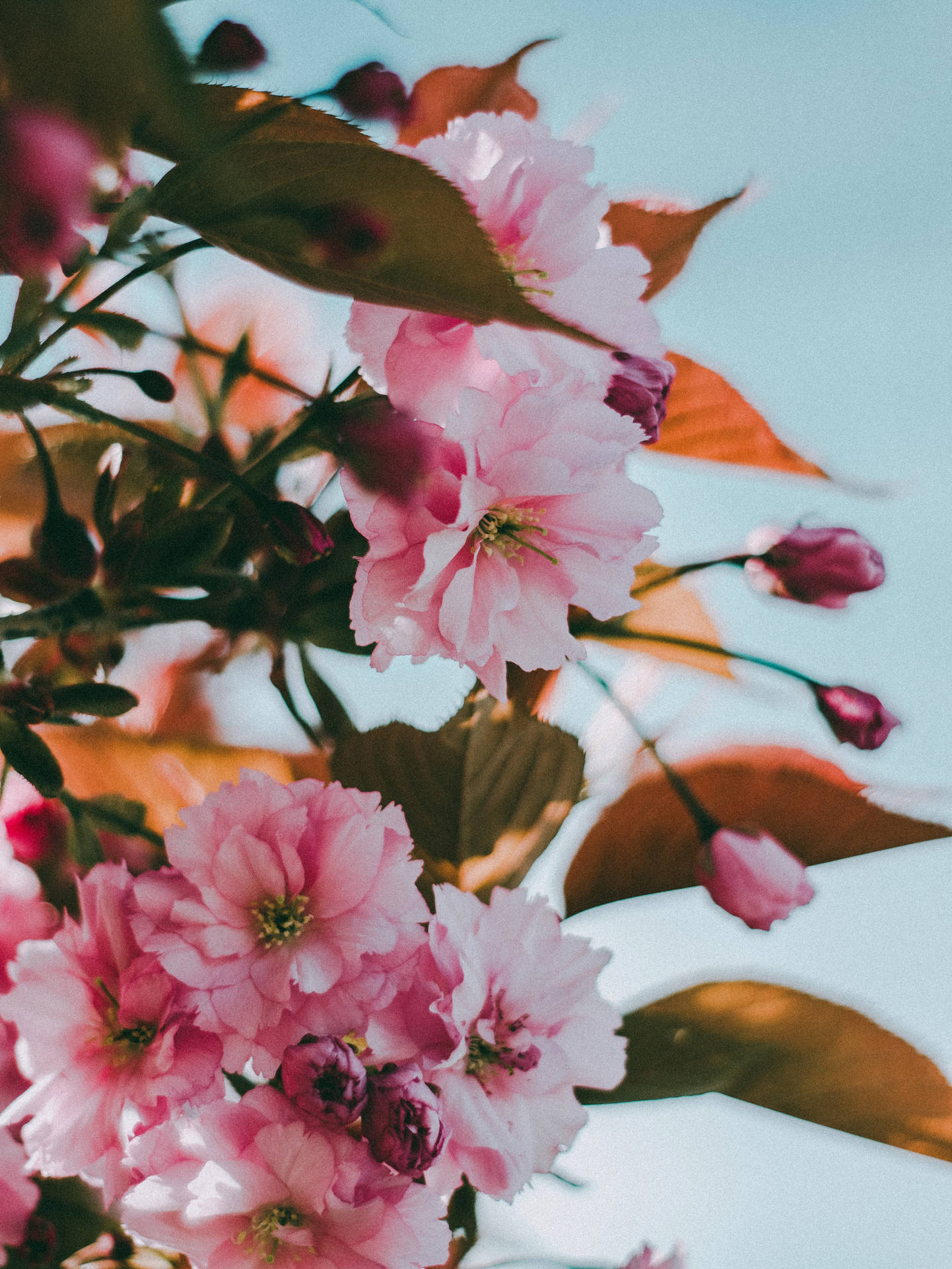 Closeup Cherry Blossom Pink Flowers Aesthetic Background