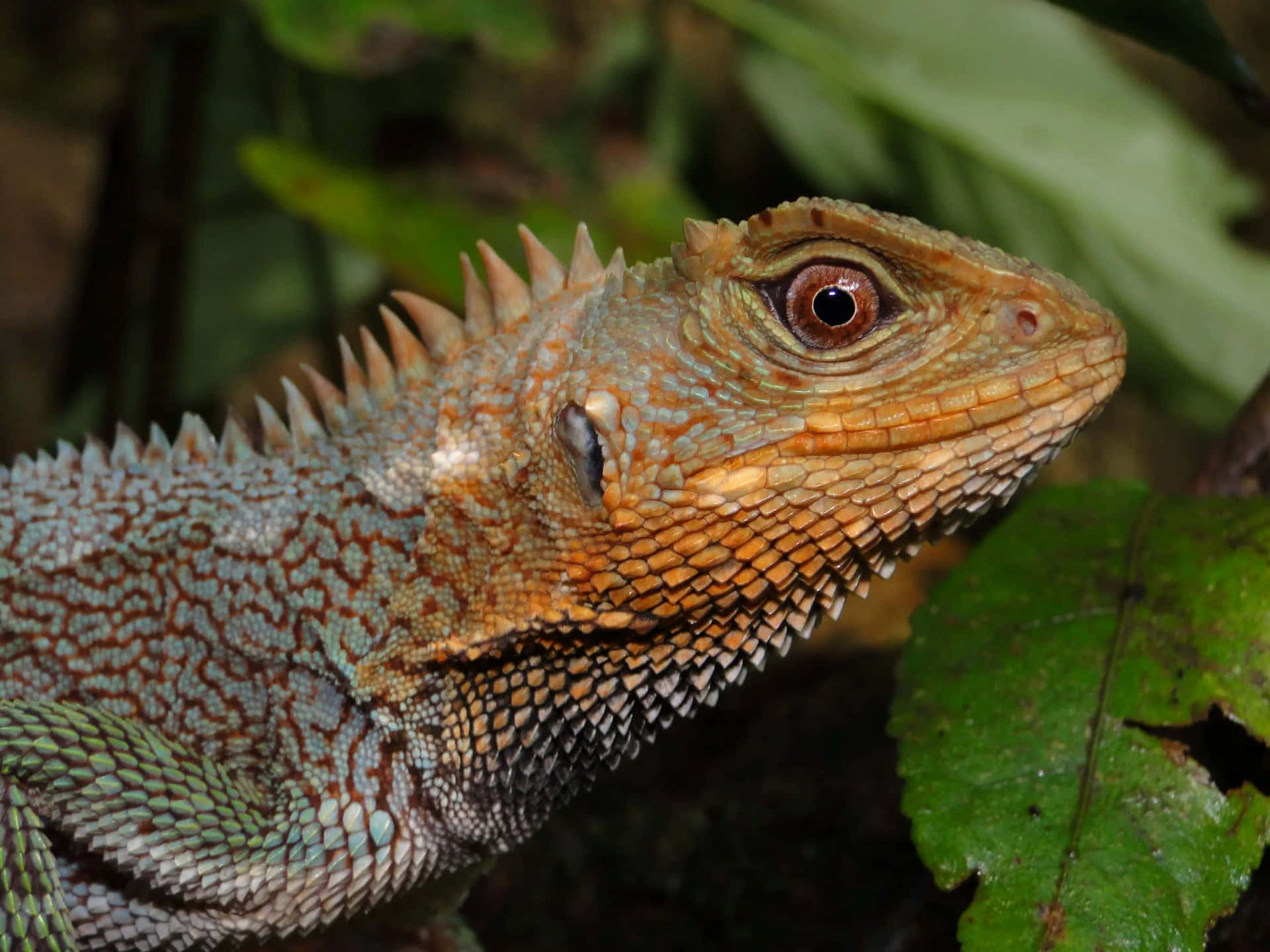 Closeup Forest Lizard.jpg Background