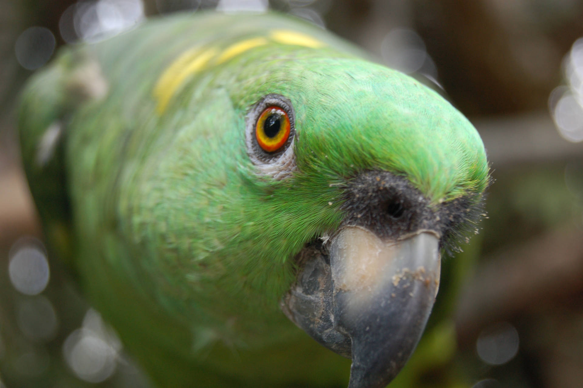 Closeup Green Parrot Hd Background