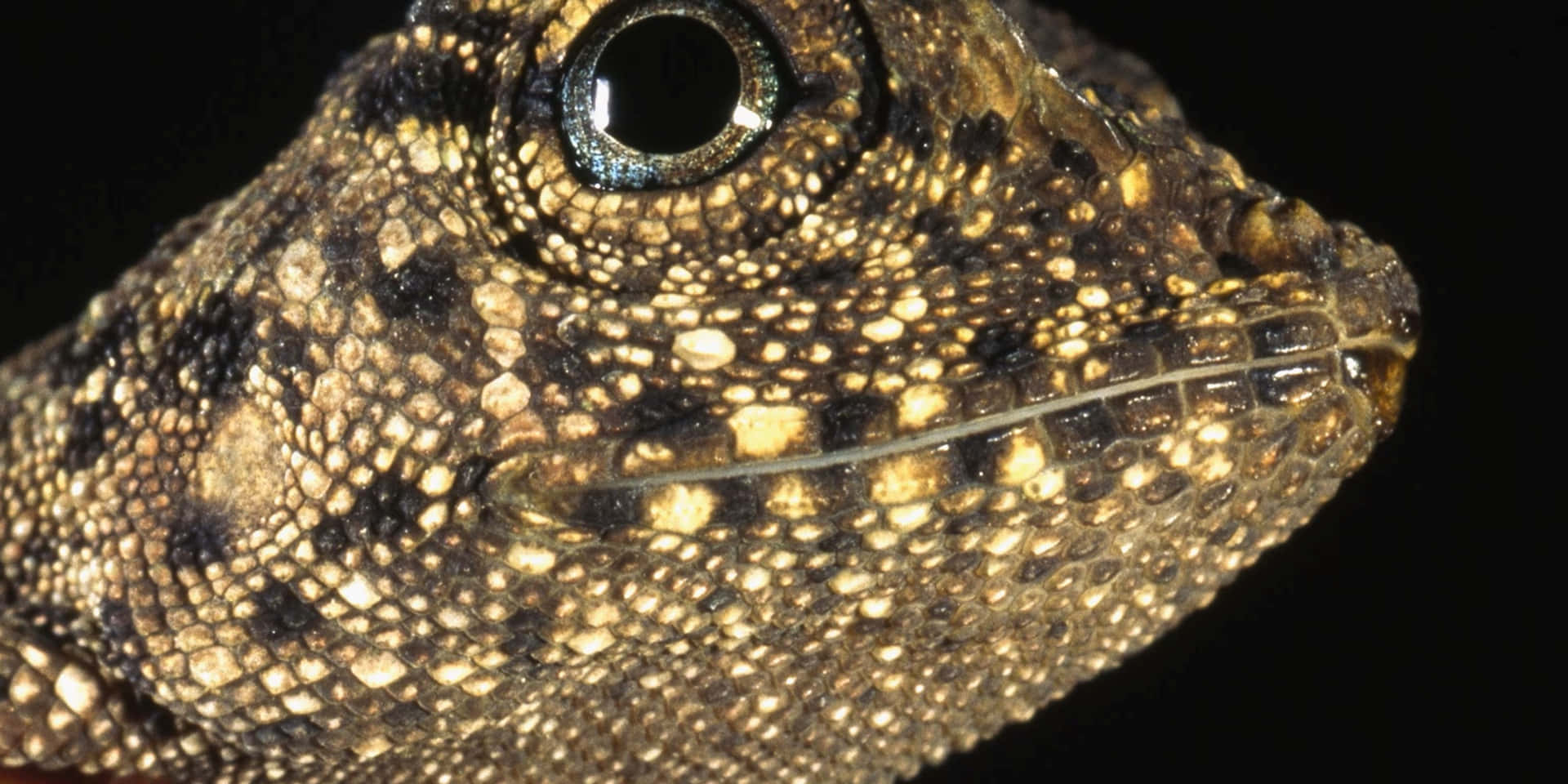 Closeup Lizard Eyeand Scales.jpg Background