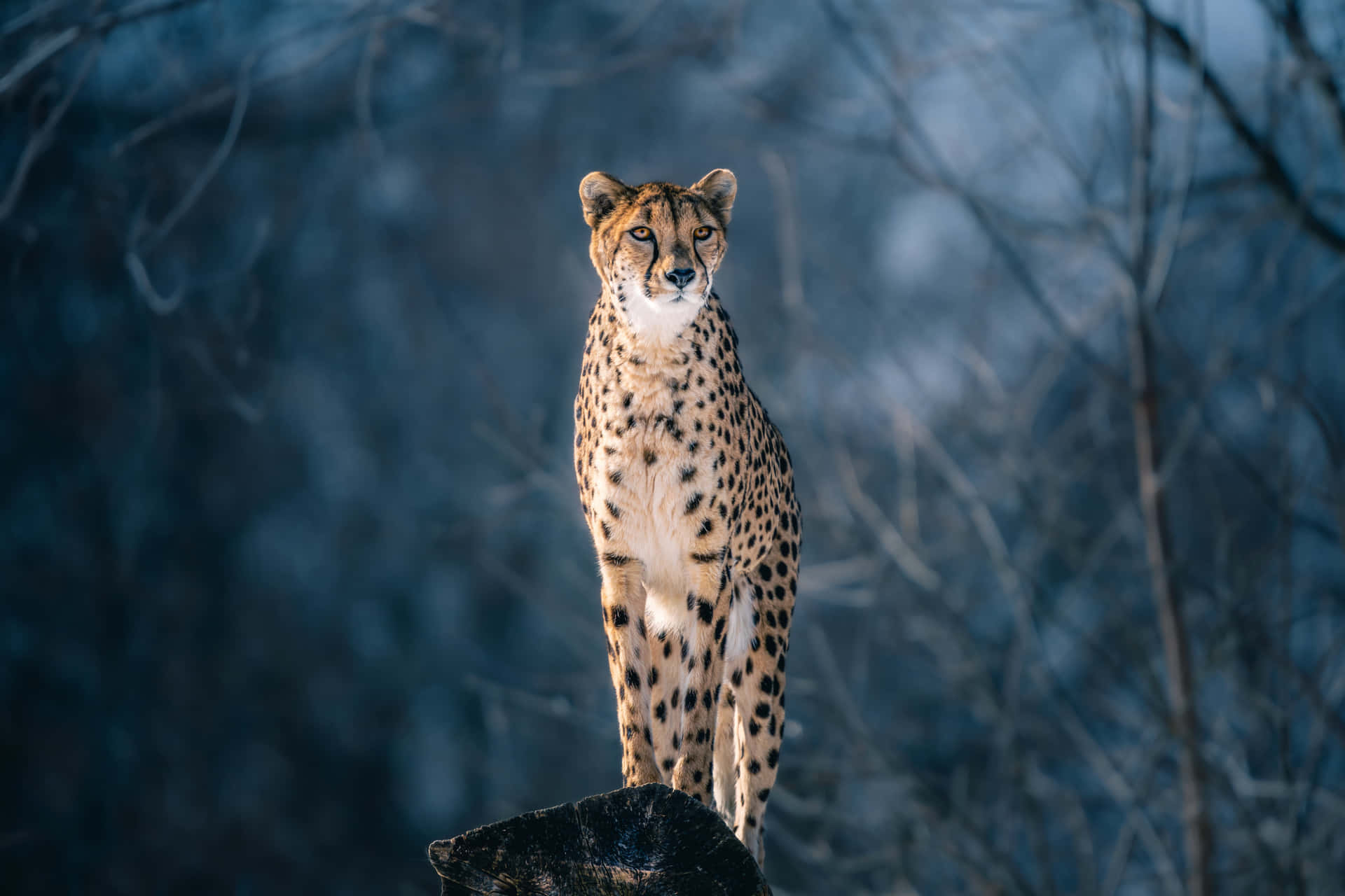 Closeup Of A Cheetah Ready To Pounce Background