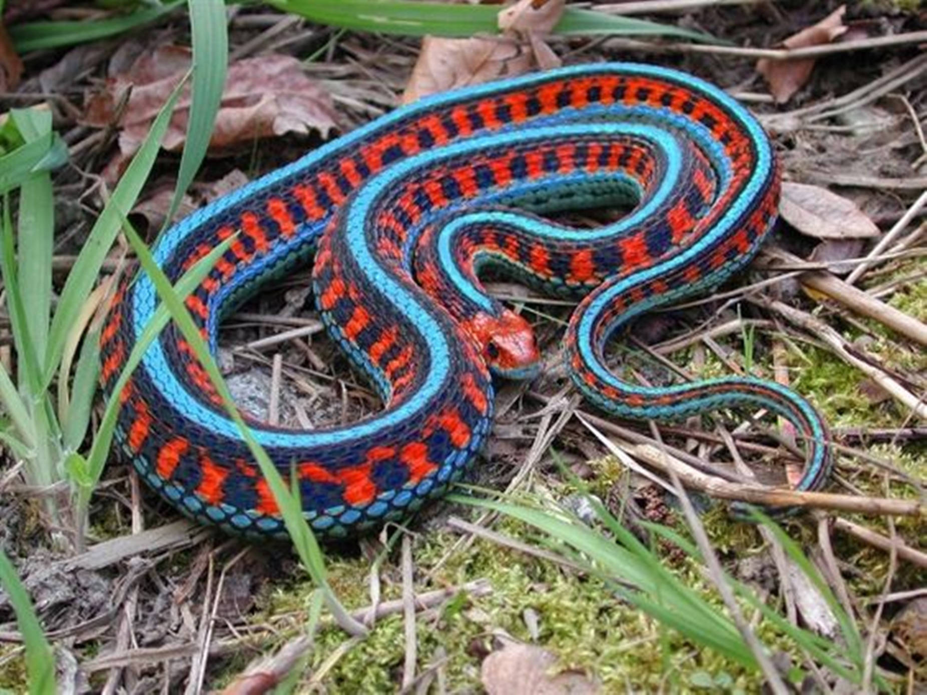 Closeup Of A Non-venomous California Garter Snake Background