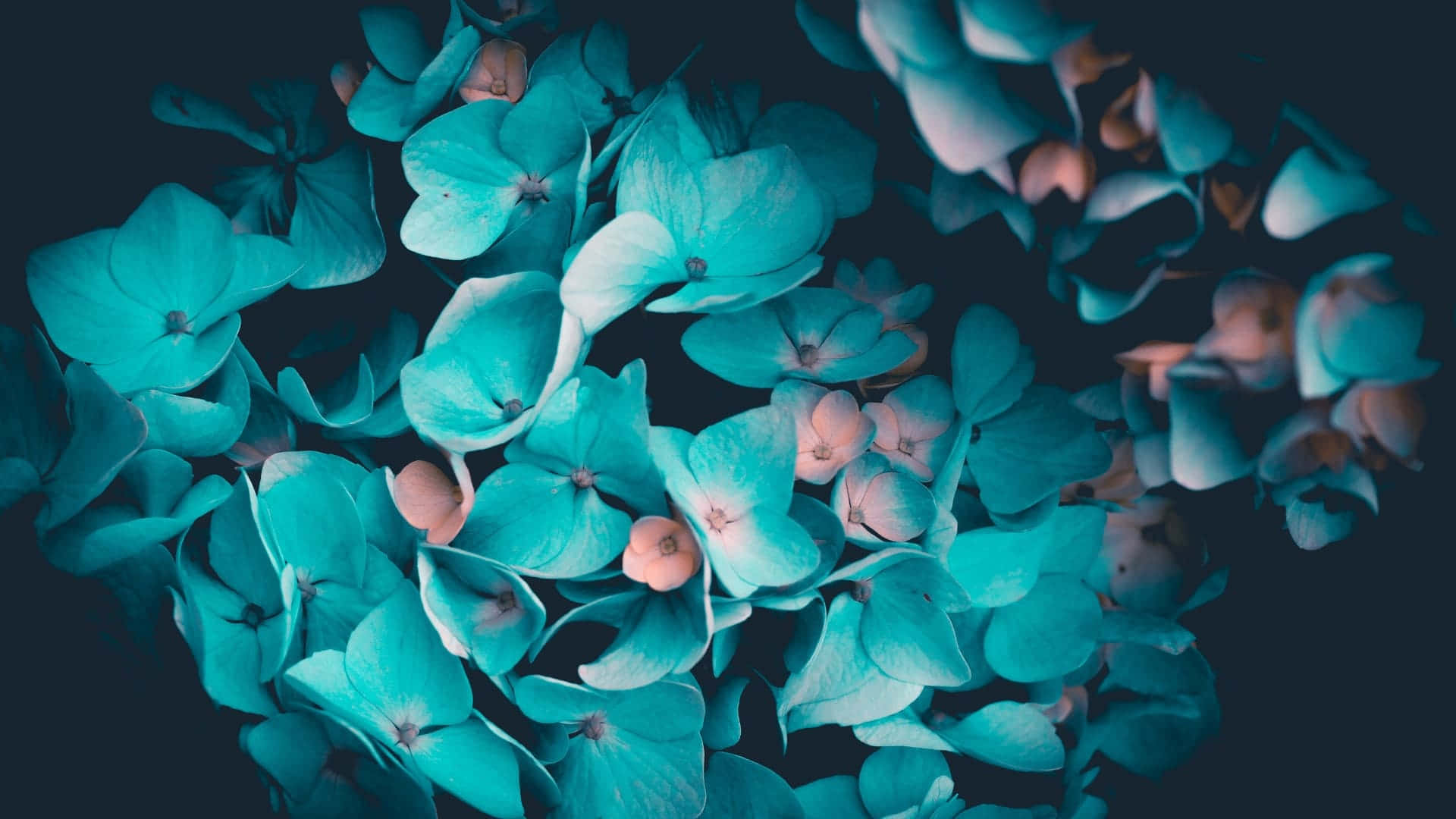 Closeup Of Brightly Colored Flower Background