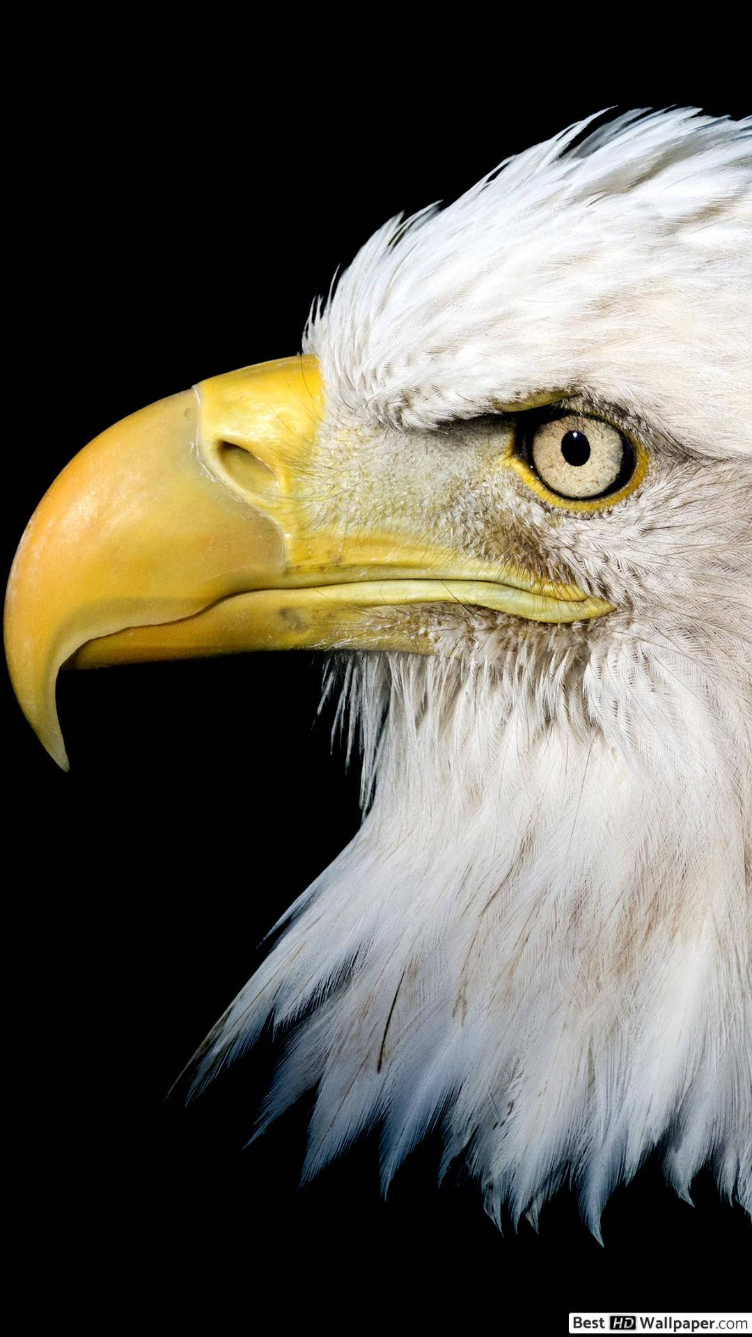 Closeup Of Eagle Of America Iphone Background