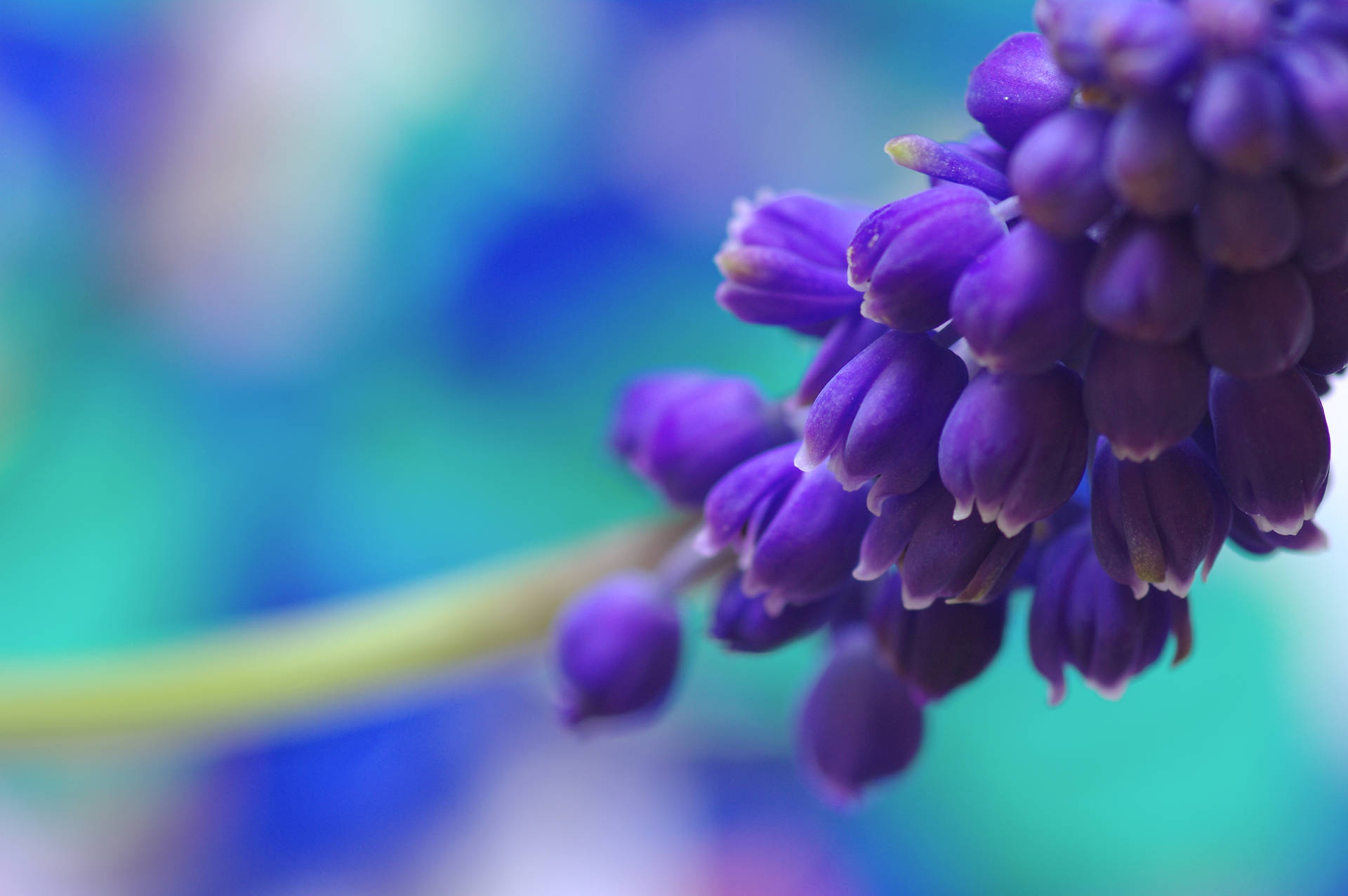 Closeup Of Hyacinth Flower Background