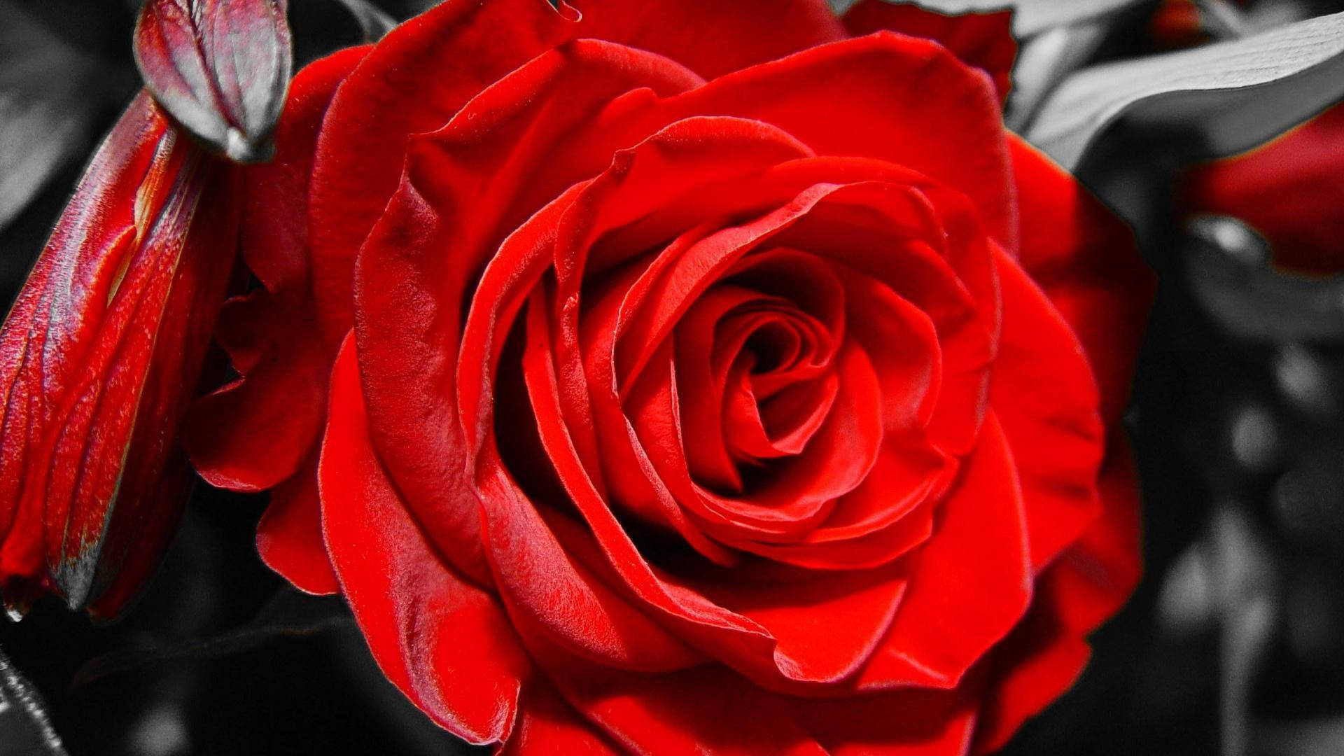 Closeup Of Red And White Rose Background