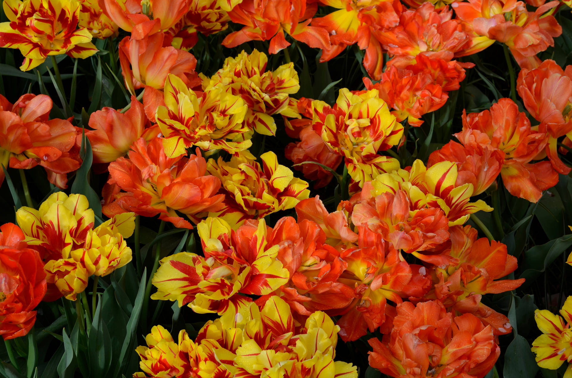 Closeup Orange And Yellow Tulips