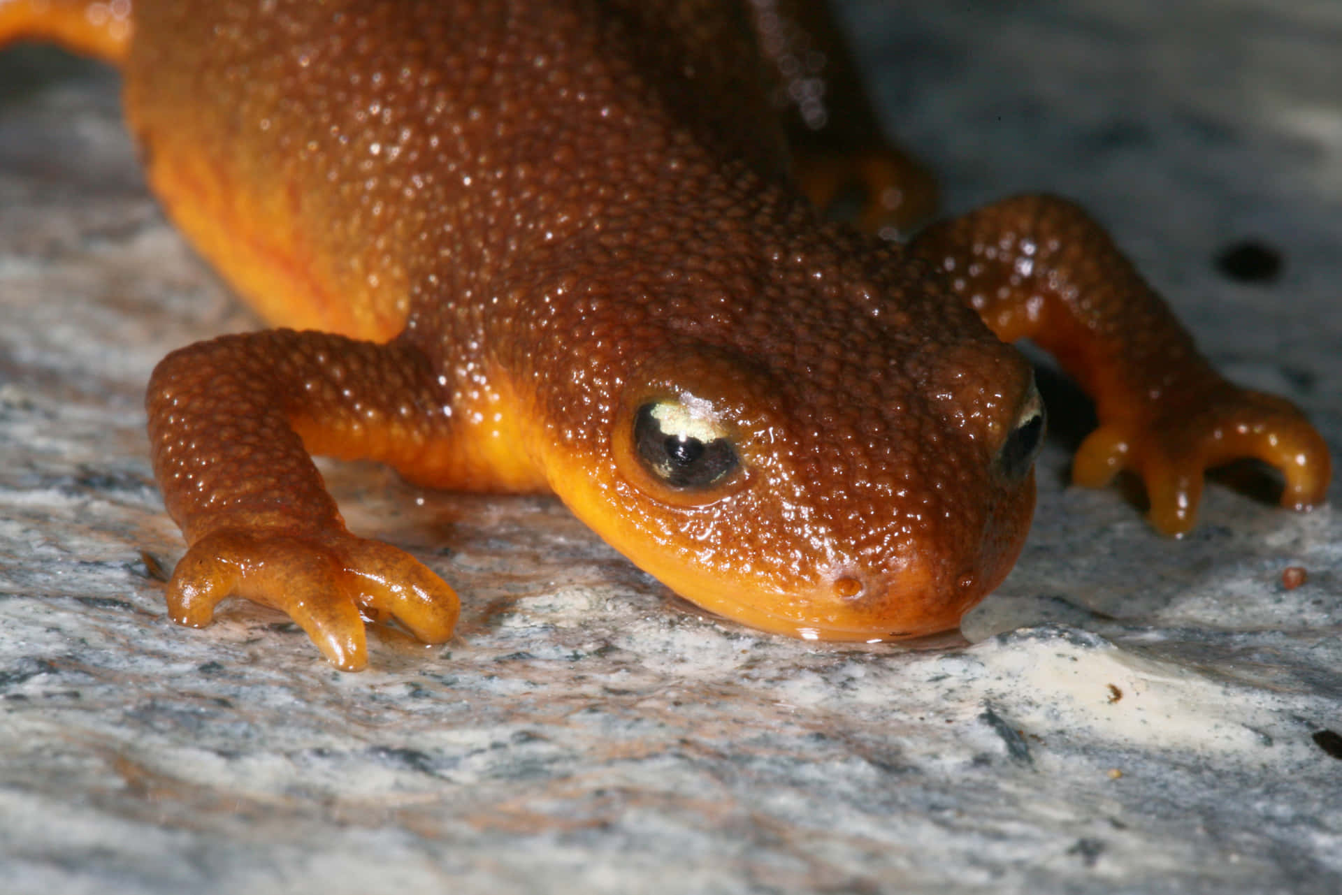 Closeup Orange Newt Background