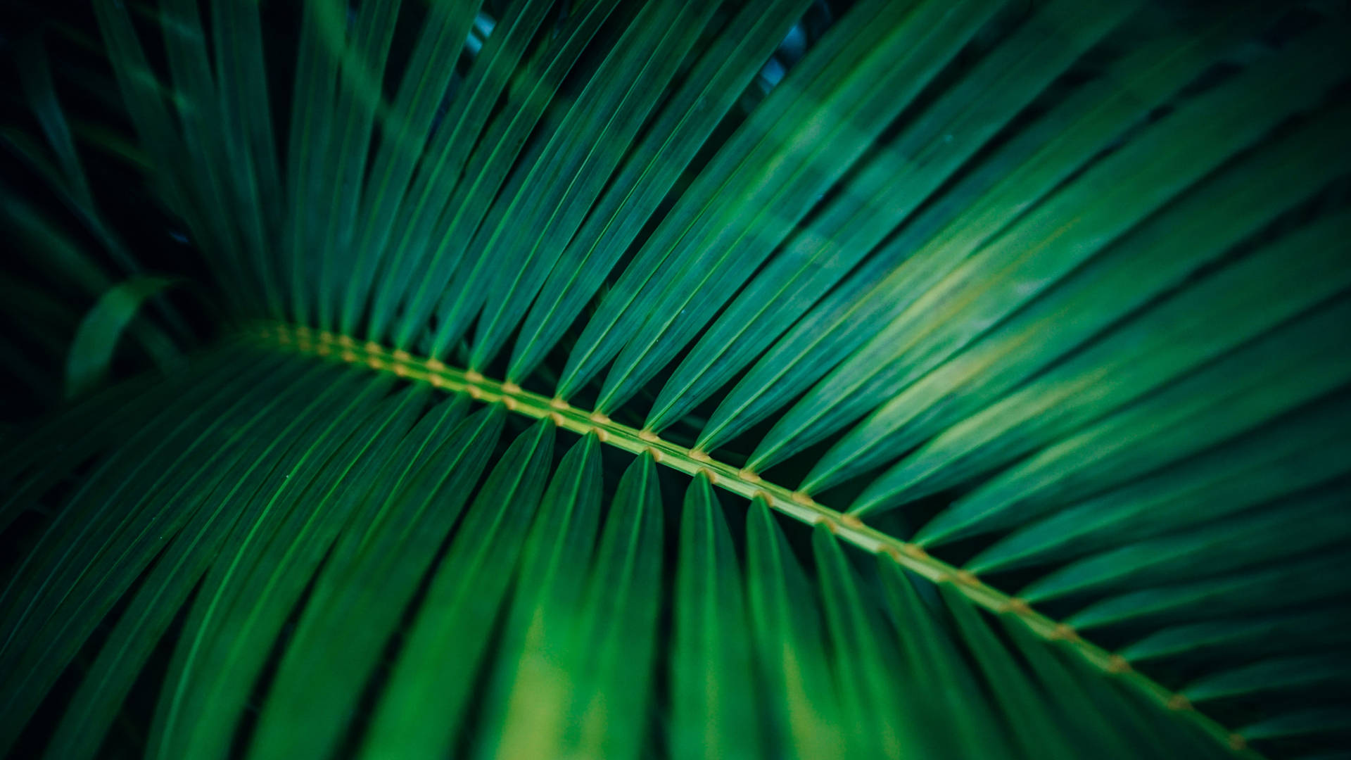 Closeup Palm Leaf Plant 4k Background Background