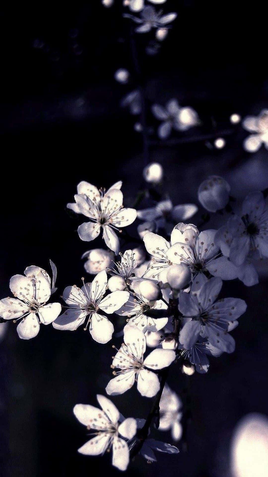 Closeup Photo Of A Beautiful Black And White Flower.